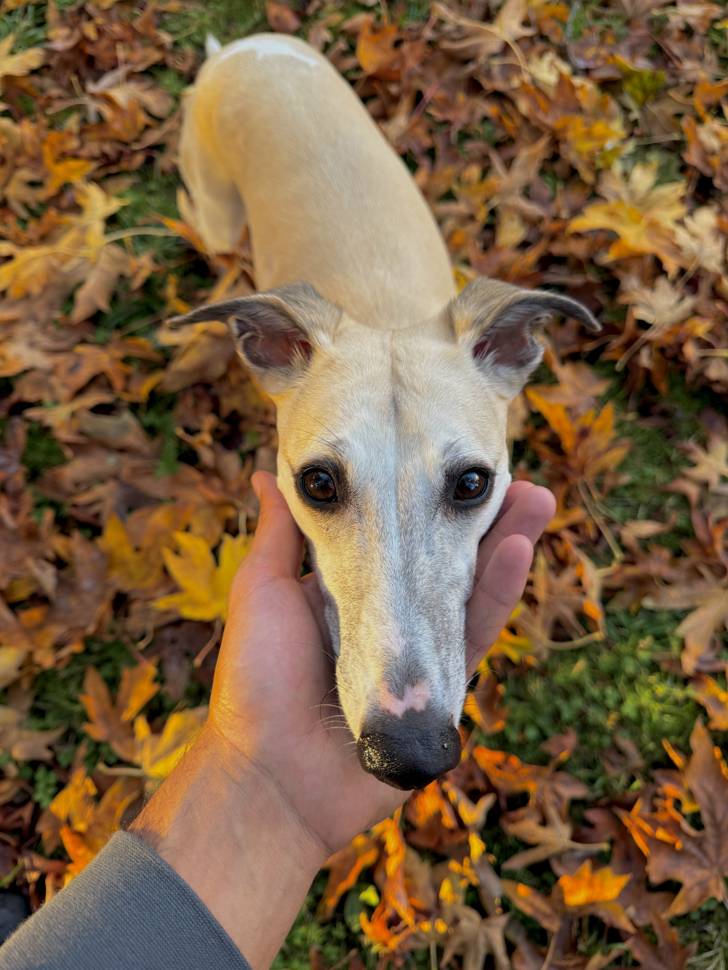 Nessie, a henhound acres whippet