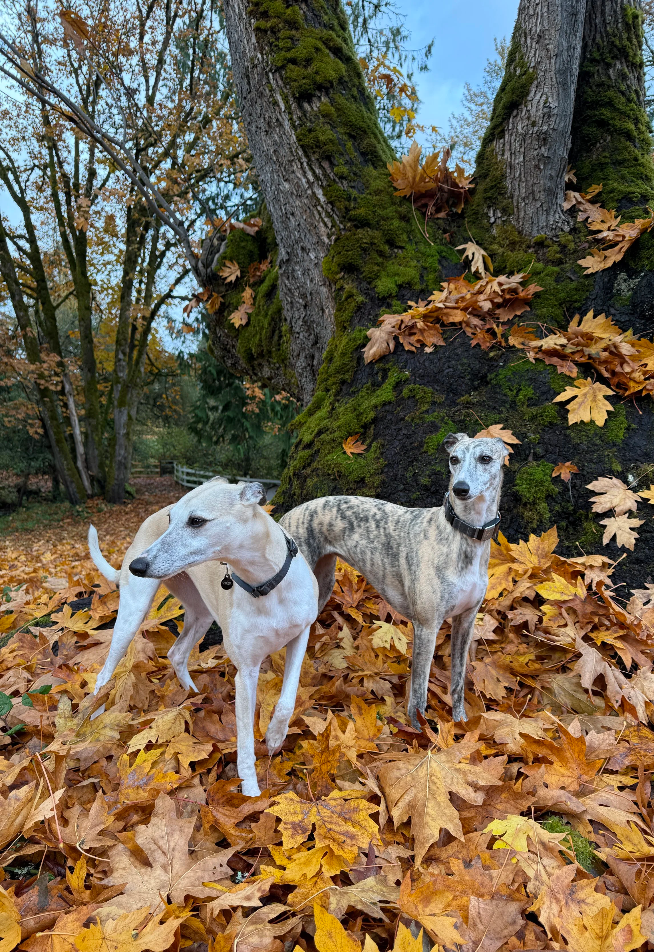 Two whippets at henhound acres in an autumn forest with fallen leaves and a large, moss-covered tree.