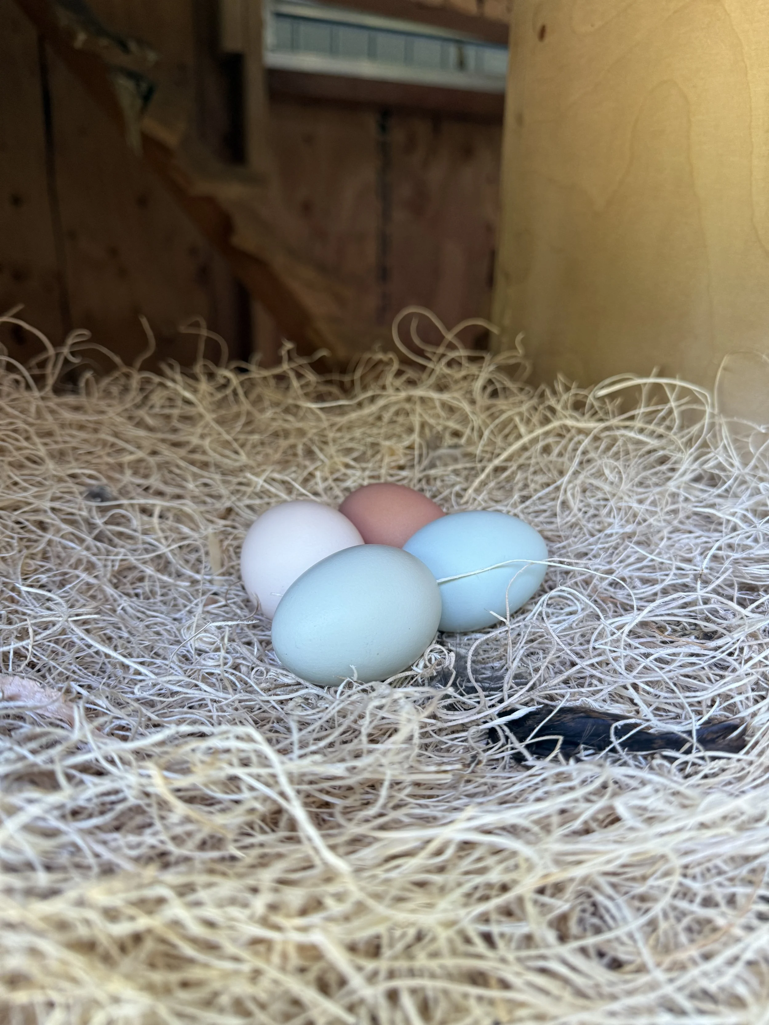 Four henhound acres pastel-colored eggs, two light blue, one white, and one brown, resting in straw nest inside a wooden structure.