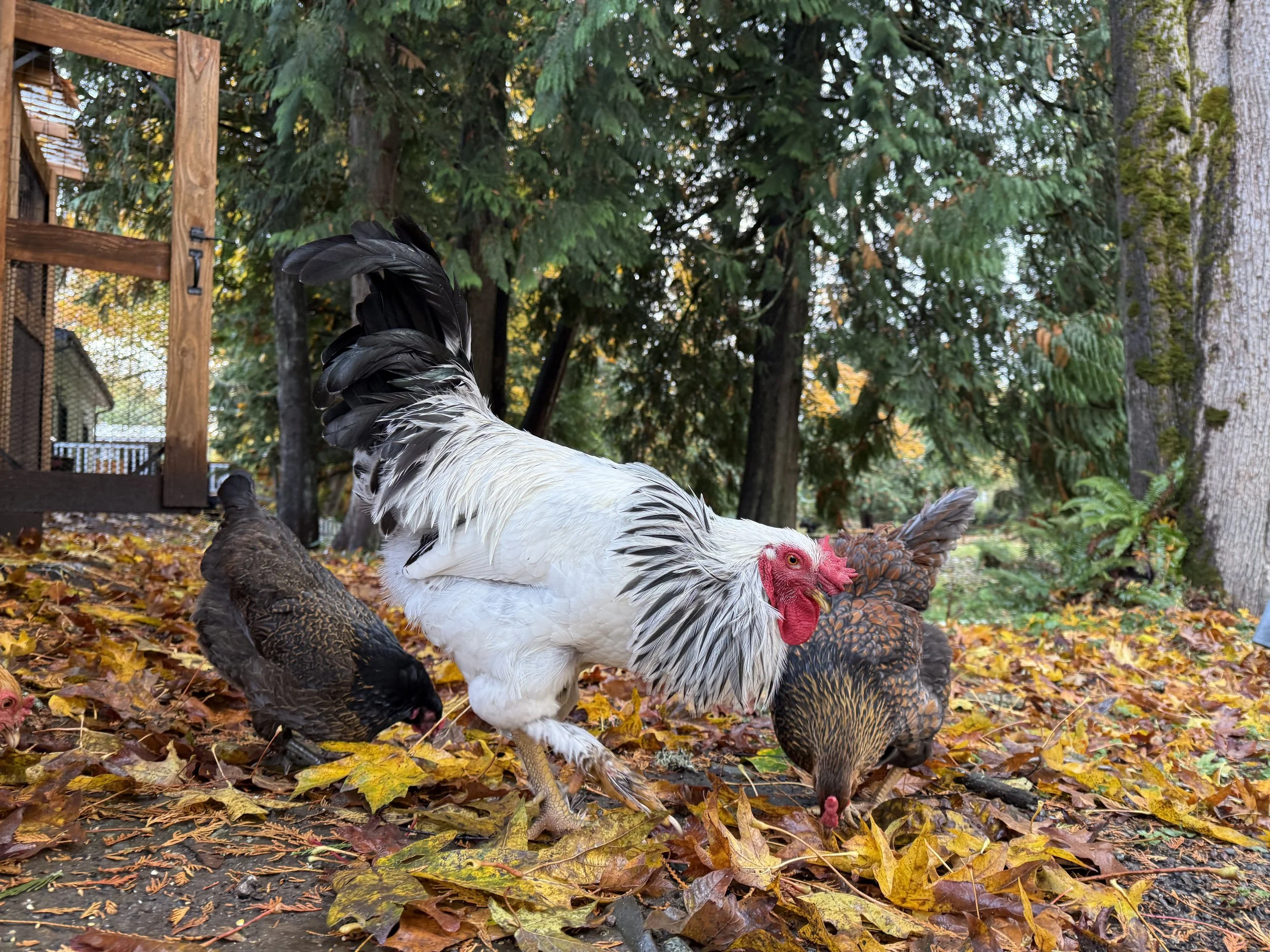 A henhound acre rooster and two hens foraging on fallen autumn leaves in a backyard with trees and a wooden fence.