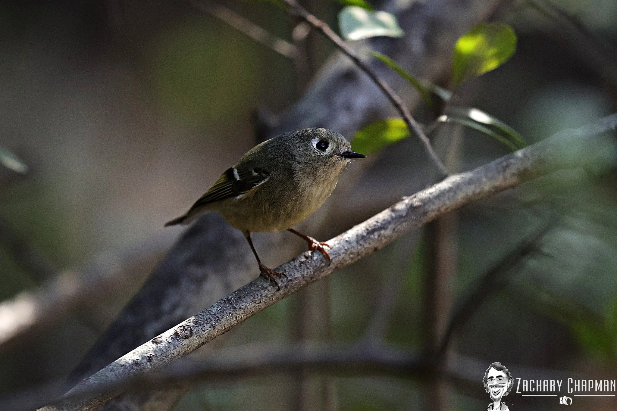 Ruby-Crowned Kinglet #2 
Fort Worth Zoo, Zoo Creek, Fort Worth TX
February 2026