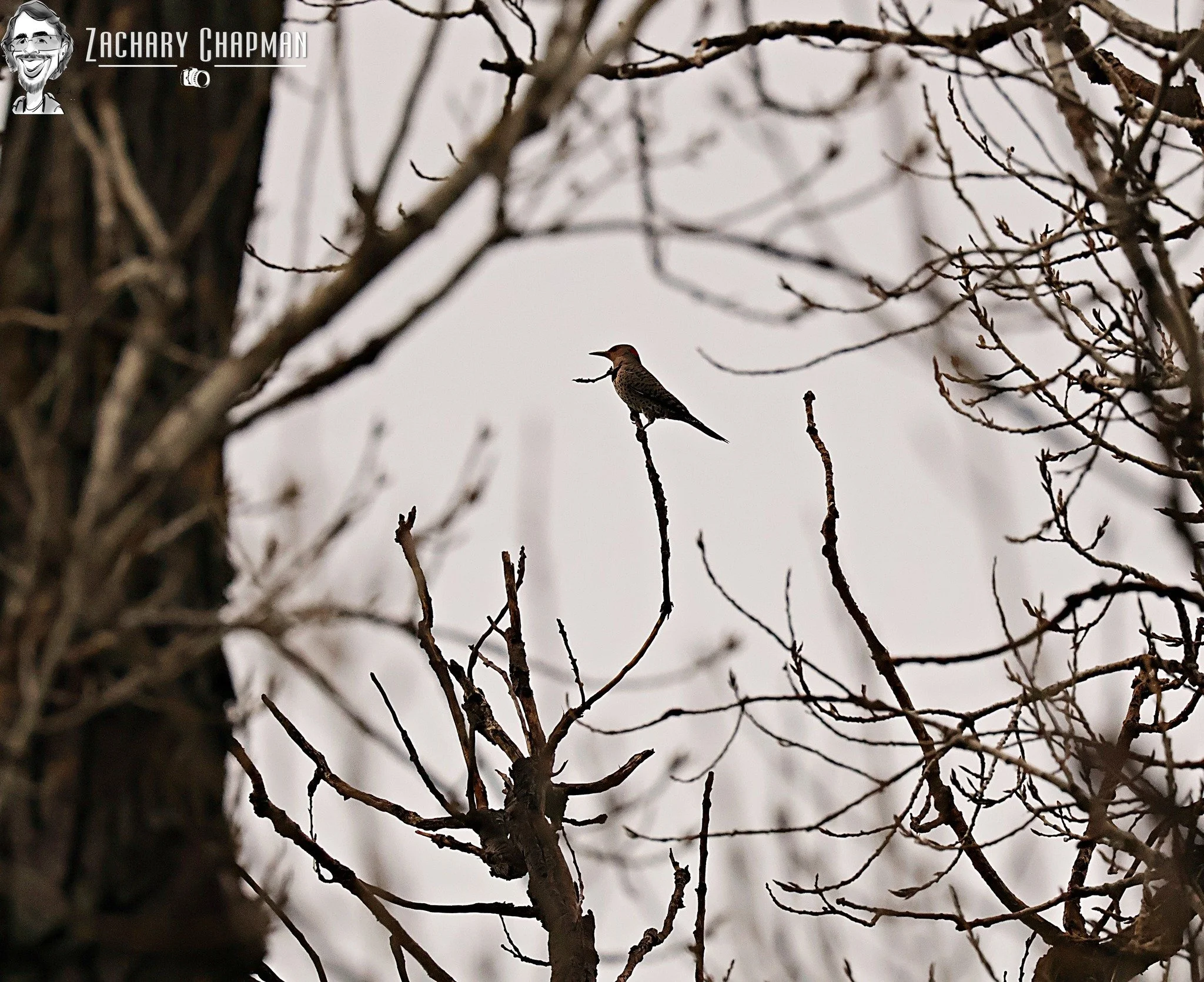 Lone Northern Flicker
Richard Simpson Park, Arlington TX
February 14, 2026 