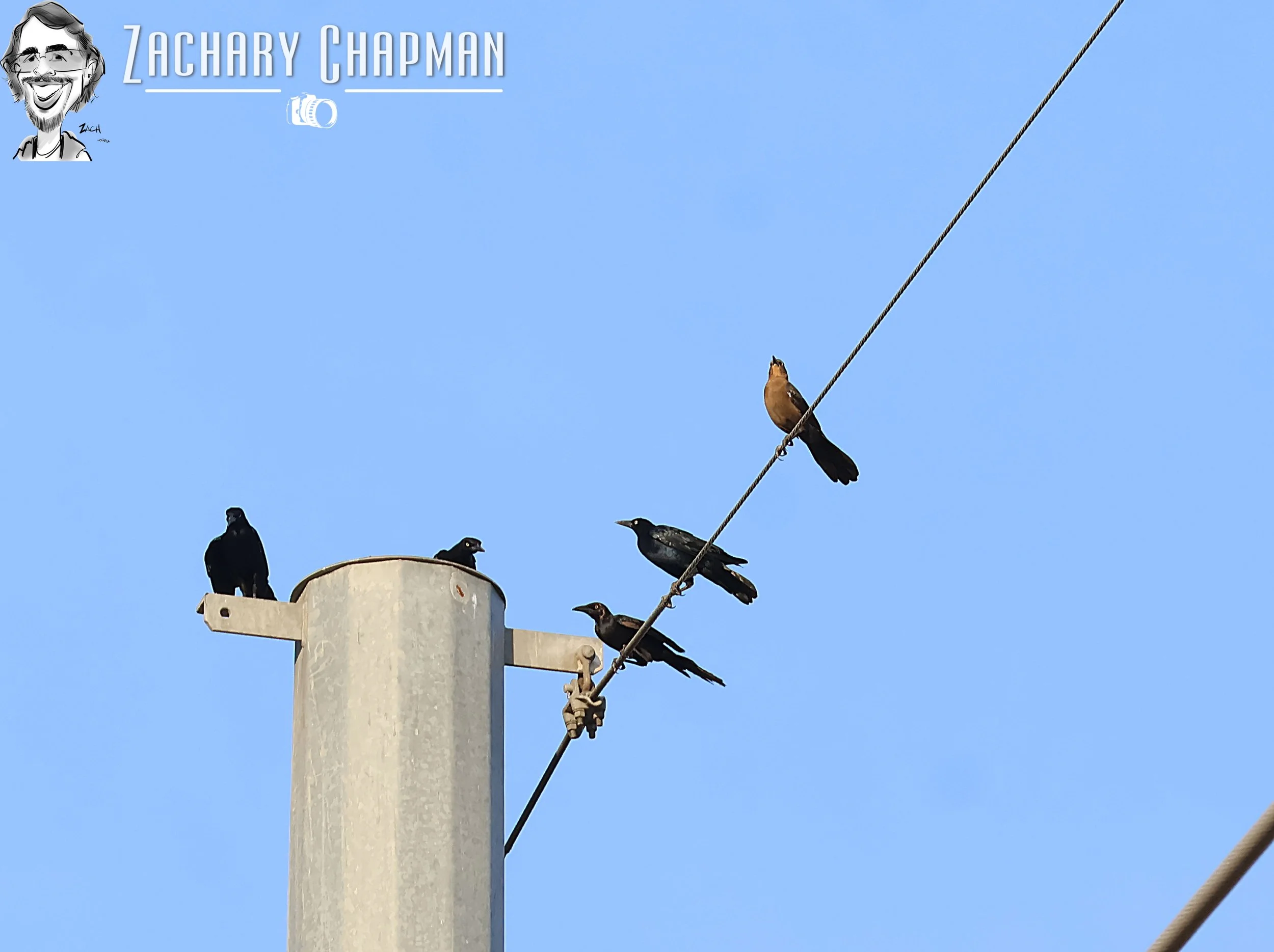 Great-tailed Grackles on powerline. Fort Worth, TX 