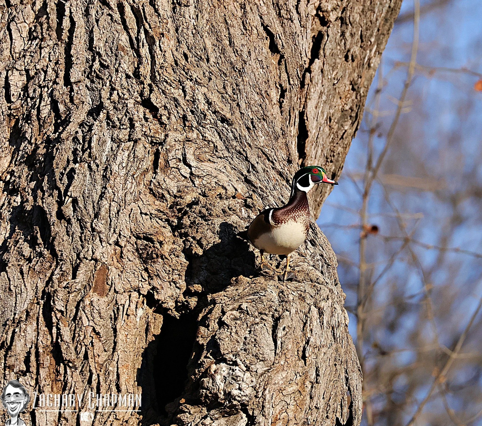 American Wood Duck "the wood-born duck" 
A living carving. February 2026 Fort Worth Zoo; Zoo Creek area spotted on walk. 