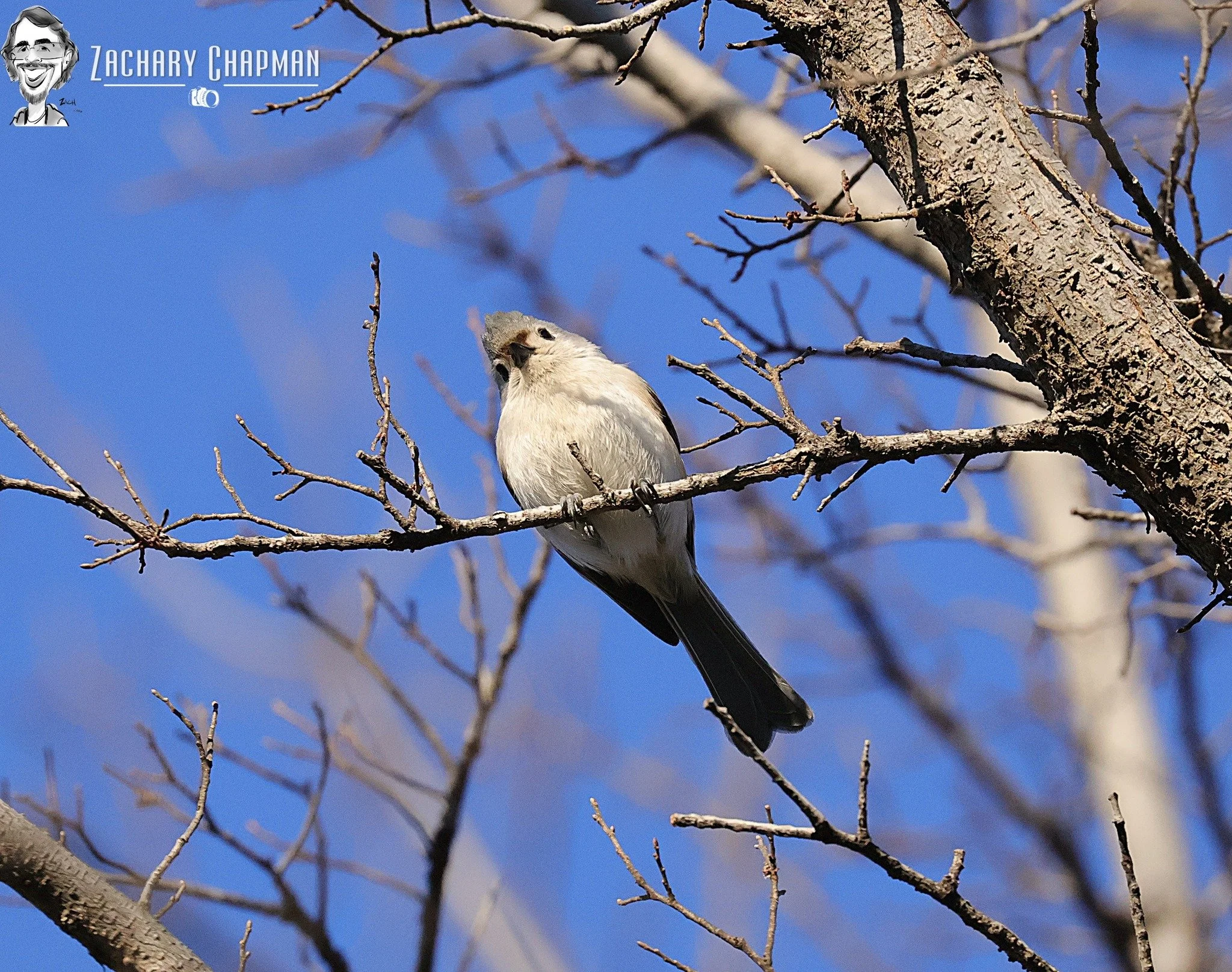 Tufted Titmouse #2 
Looking rather curiously at what I am doing. Arlington, Texas (winter 2025)