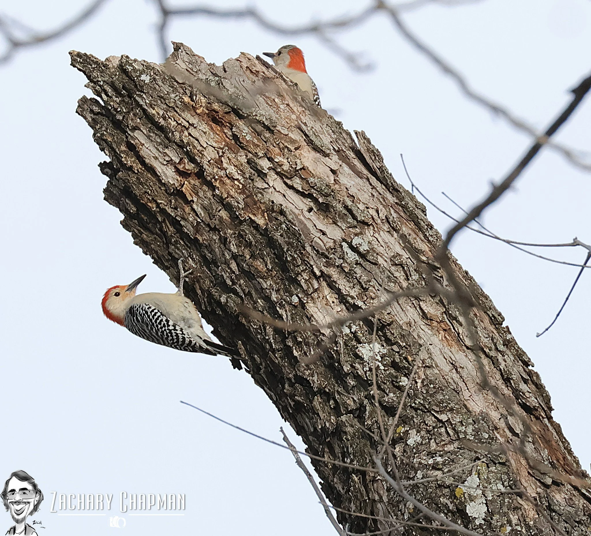 "Steaking a Claim" 

A mated pair of Red-bellied Woodpeckers close to the Fort Worth Zoo making their home in a broken tree. (Spring 2026) Fort Worth, TX. 