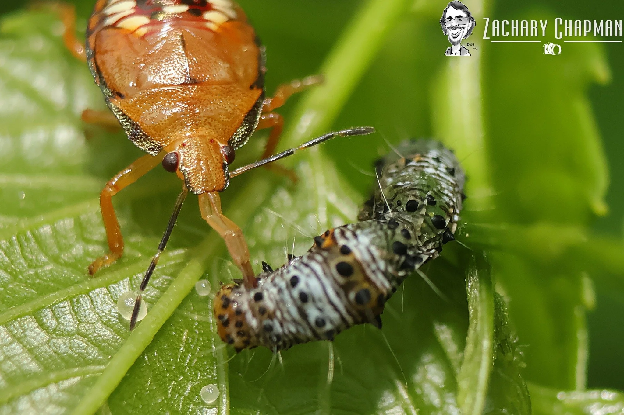 Predator Vs Prey: Baby insects at war #1

Spined Solider bug Nymph feasting on an Eight-spotted Forester Moth Caterpillar (Alypia octomaculata). A Predatory True Bug related to the Stink Bugs feasts as it sucks the life of it's victim.

Fort Worth Zo