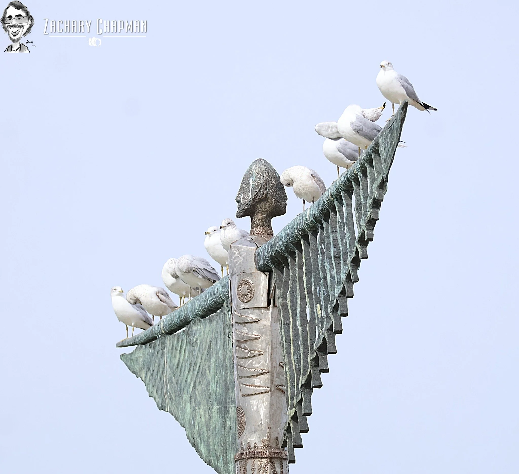 "Wings on Wings" #1 
Ring-billed Gulls on Statue.
The Sound, North Lake, Coppell Tx
February 9, 2026 
 