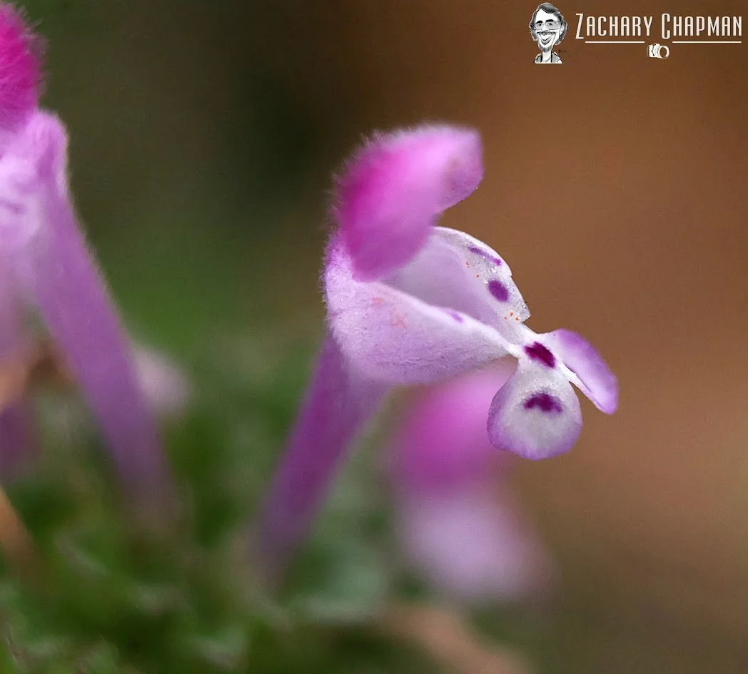 Henbit Deadnettle close up, from my backyard. 
Arlington, TX, 2026 (spring) 