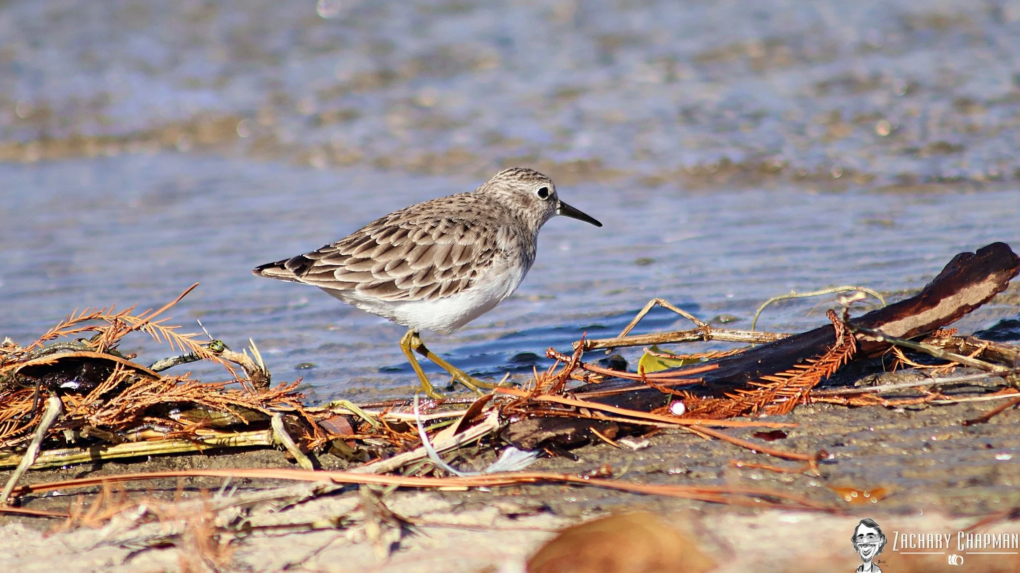 "Least Sandpiper" Lake Arlington Tx, December 2025

A Least Sandpiper I observed recently at Lake Arlington. These tiny birds are amazing to observe. They have a Near Threatened Conservation Status. These are some of the tiniest winter birds I have b