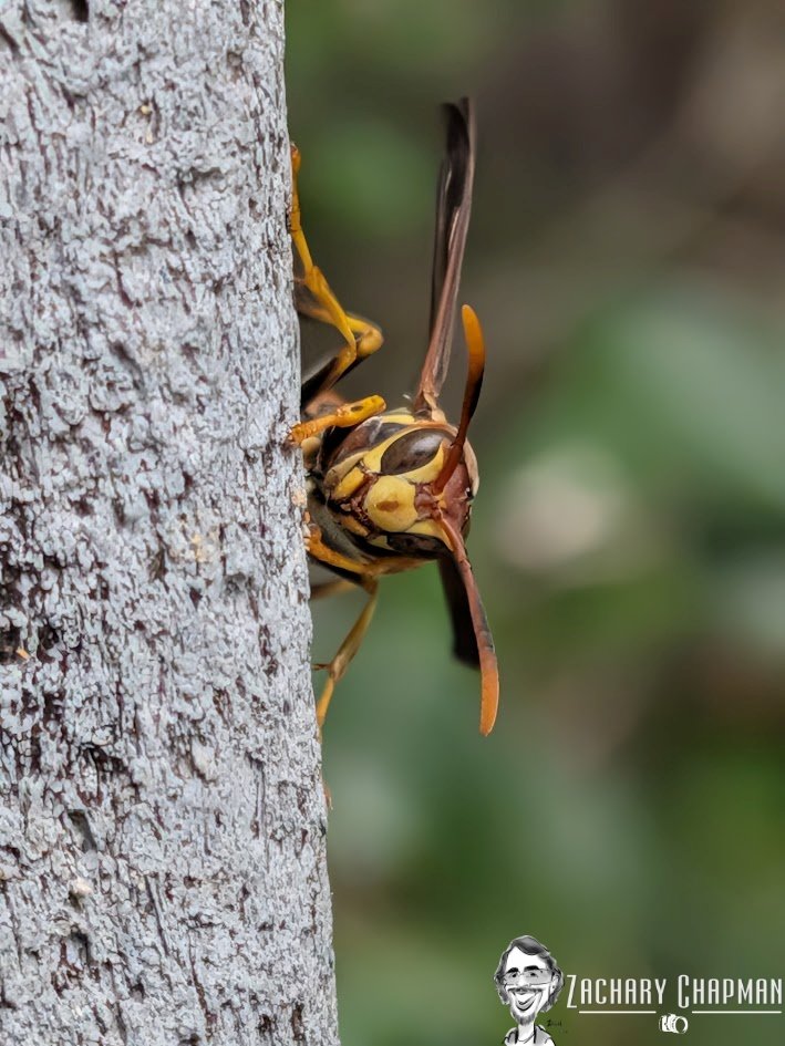 A Guinea Paper Wasp (Polistes Exclamans) at the education bridge at the Fort Worth Zoo (non-captive) during the recent cold front. April 29, 2026. Fort Worth Zoo, Fort Worth, TX. 