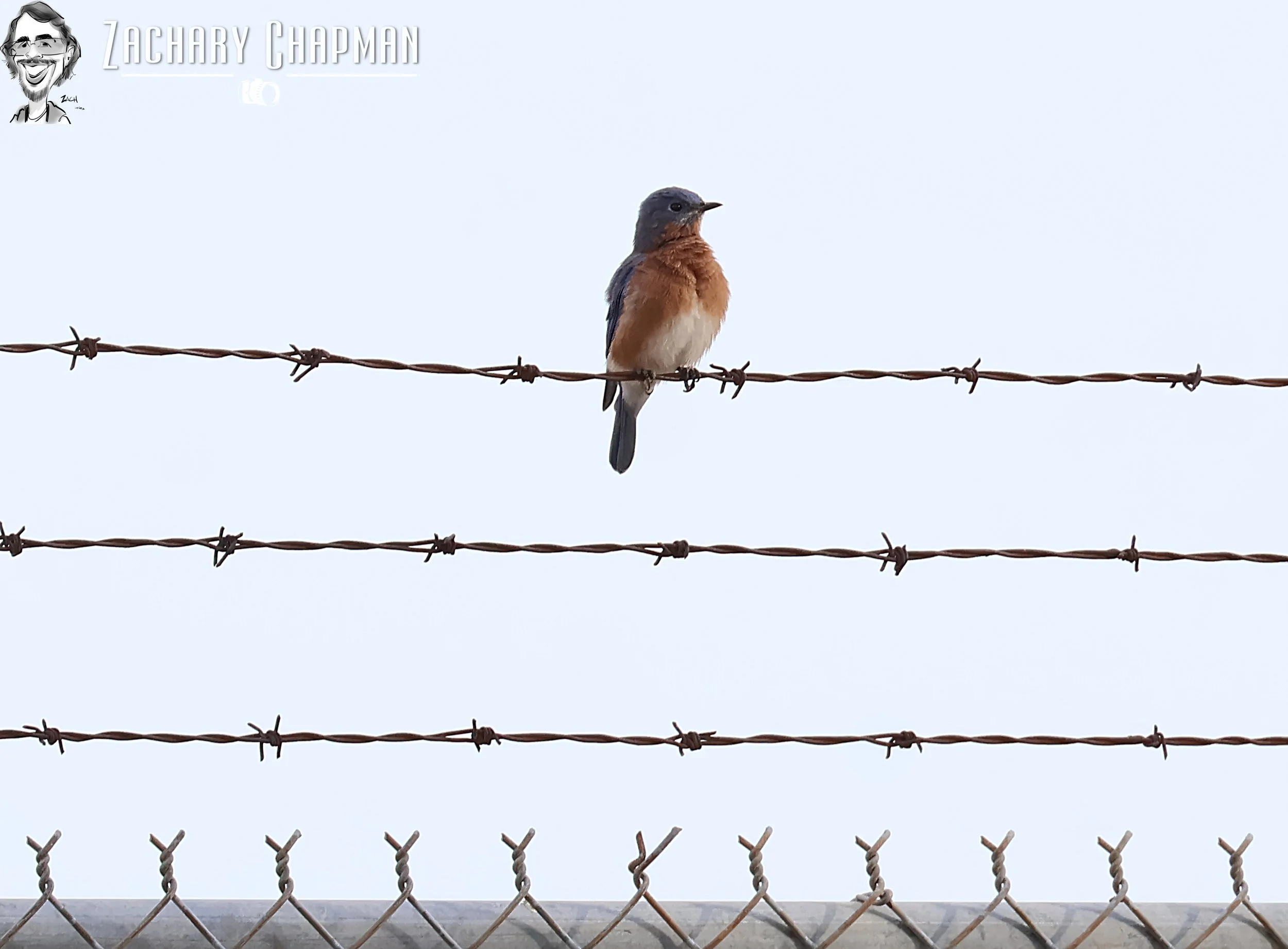 Eastern Bluebird perched on barbed wire. Fort Worth, TX 