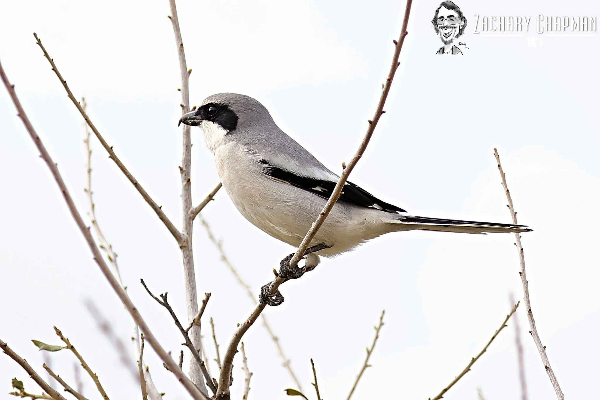 "A Predator on the Search" 

A Logger-head Shrike watching from a perch of a tree for it's next meal. A tiny songbird with raptor like tendencies. 

Spring 2026, Coppell, Tx North Lake area. 