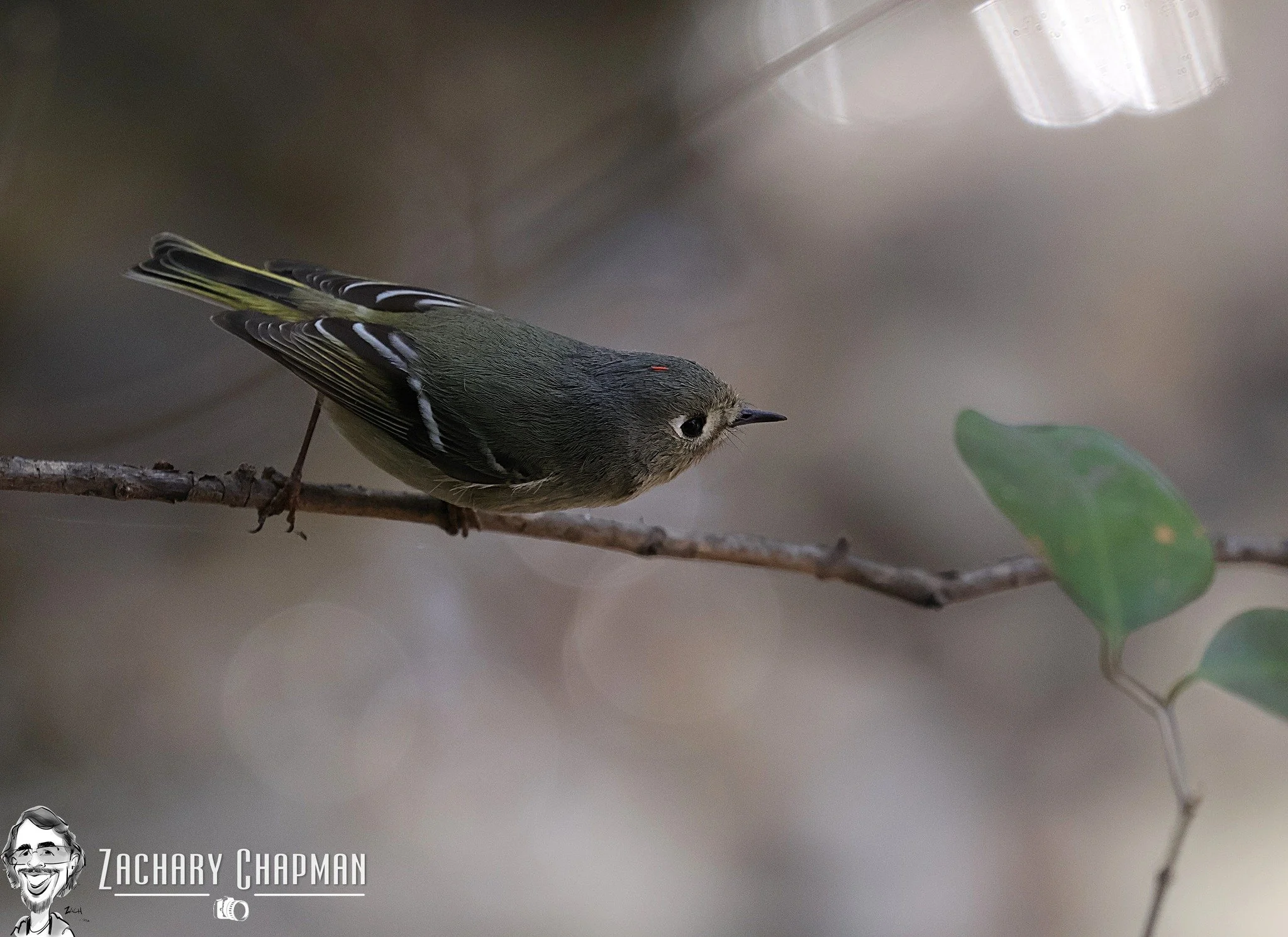 Ruby-Crowned Kinglet #1
Fort Worth Zoo, Zoo Creek, Fort Worth TX
February 2026 