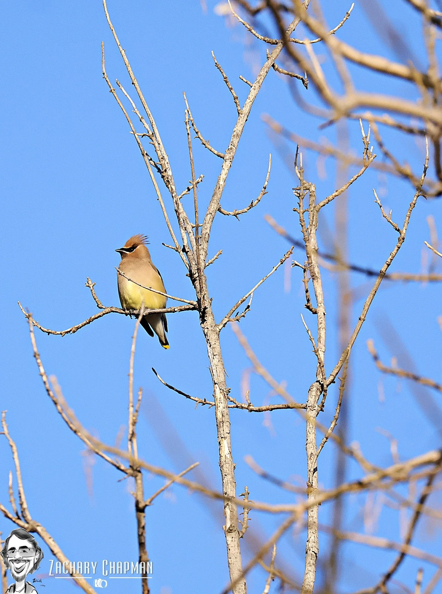 Cedar Waxwing in bare tree 
Fort Worth Zoo, Fort Worth TX
February 2026 

A wild Cedar Waxwing around the native plant garden on one of my morning walks. 