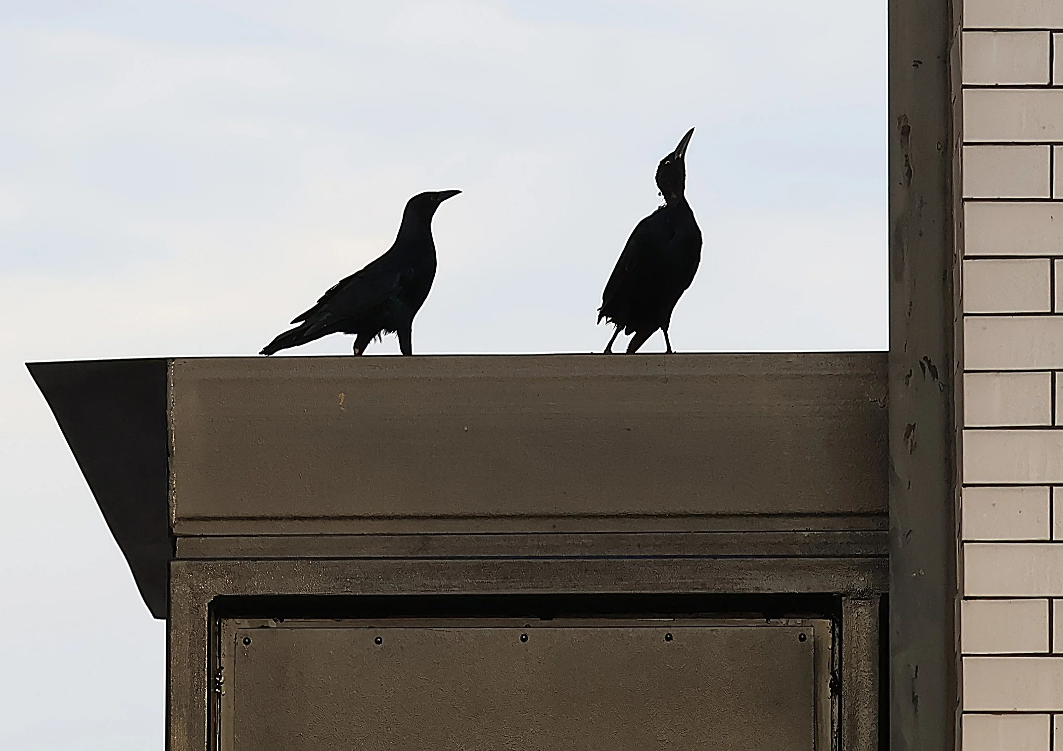 Untitled Birds Project