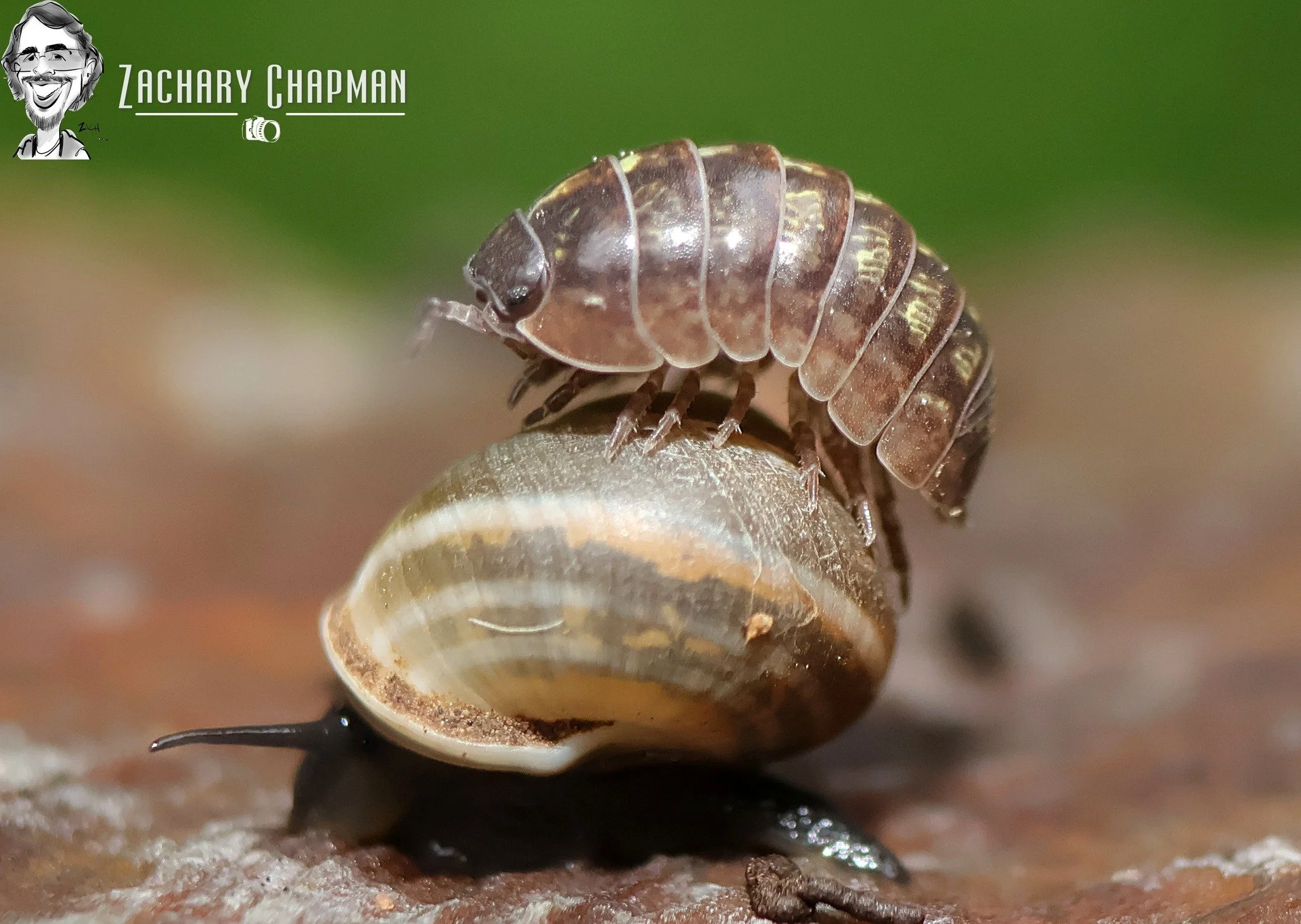 "Slowest Taxi in the West" 
A Common Pill Woodlouse riding on a Snail. An Isopod on a Gastropod. This was taken after the Tornadic Storms Saturday April 25, 2026 during the City Nature Challenge. Fort Worth Zoo, Fort Worth, TX. 