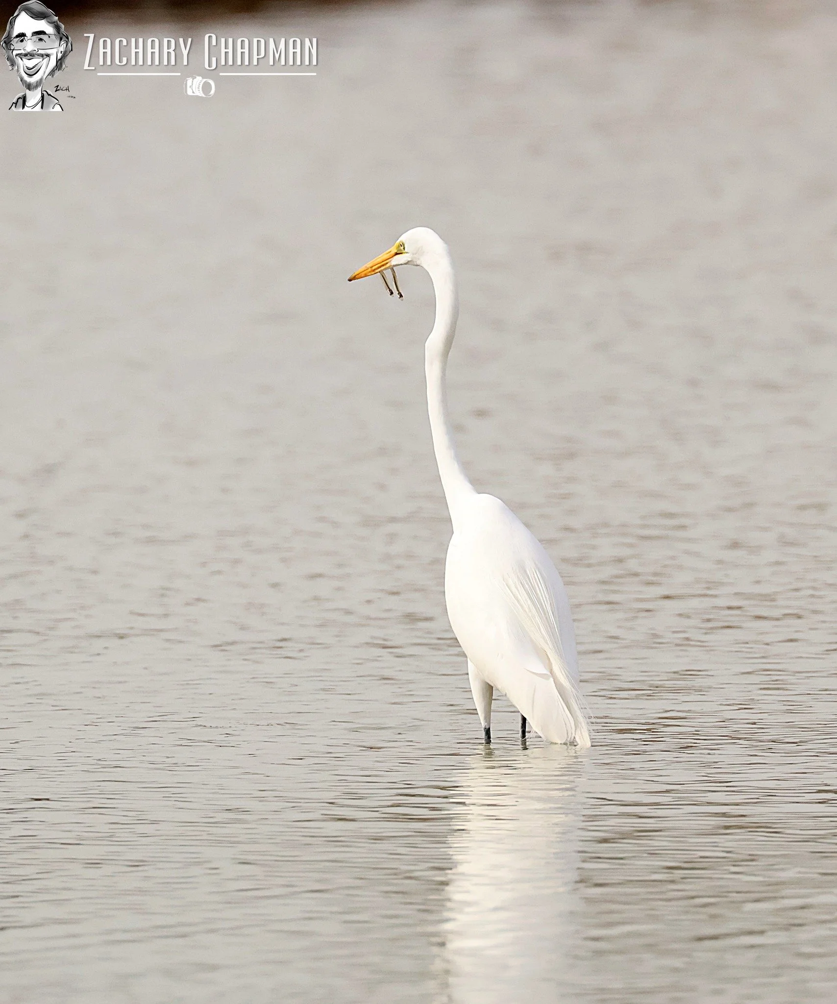 Great Egret with Fresh Caught Fish

The Sound at North Lake, Coppell TX, 
February 9, 2026 

I come here to bird often. With my new lens in tow I was able to get a few new photos on my day's walk. I saw this one on my way back to the car; this guy ca