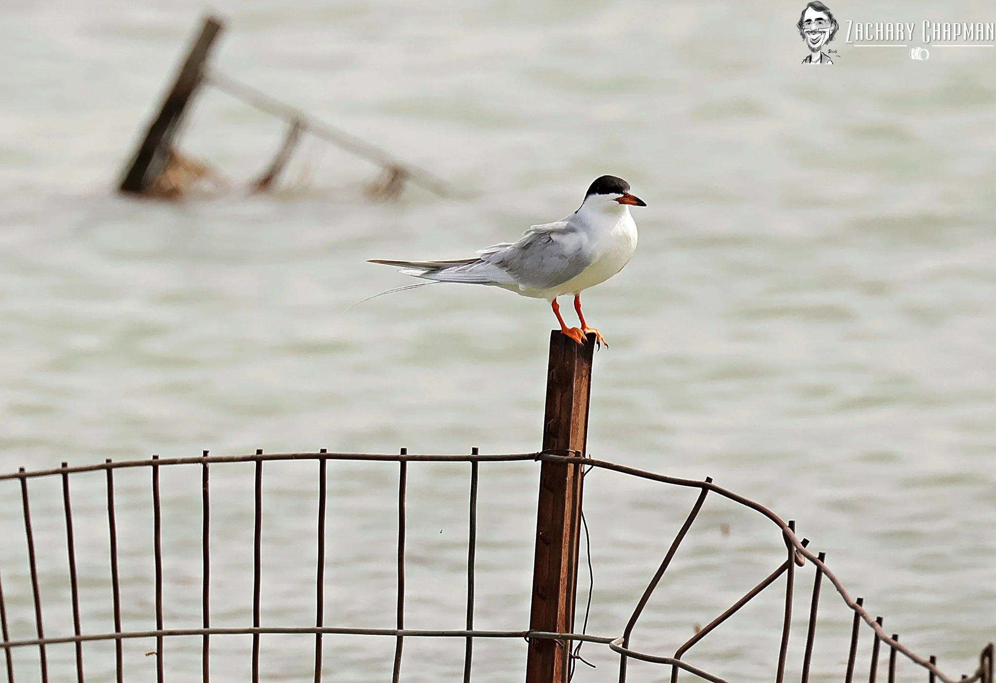 "Tern on broken Fence" 

A Forster's Tern sitting on a rusted submerged fence. This is the time of year where they start their journey back to the north. Forster's Terns nest in Canada and some spend their entire lives around the coast. Some move aro