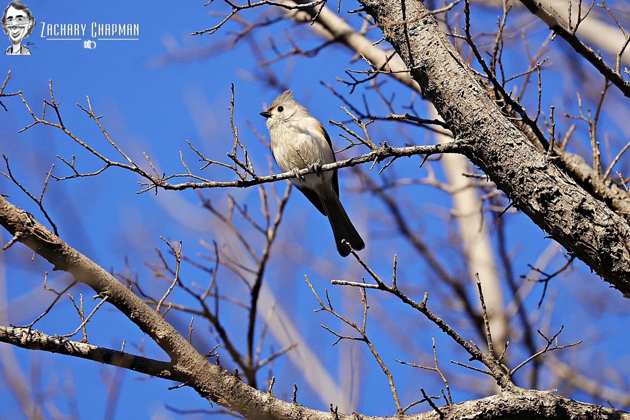 Tufted Titmouse #1

A lone Titmouse sitting on a branch of a tree. Winter (202), Arlington Tx