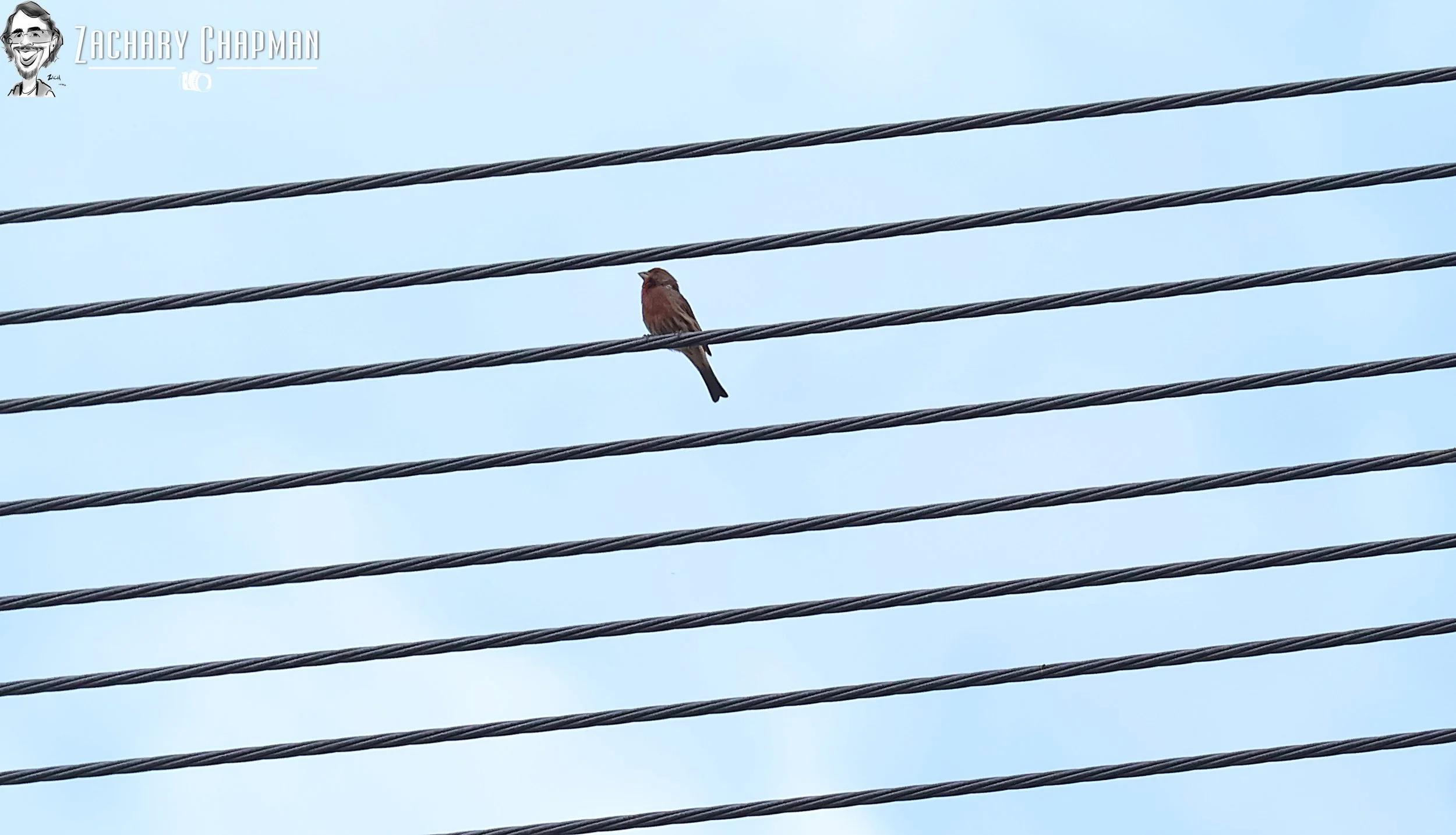 House Finch perched on wire. Fort Worth, TX 
