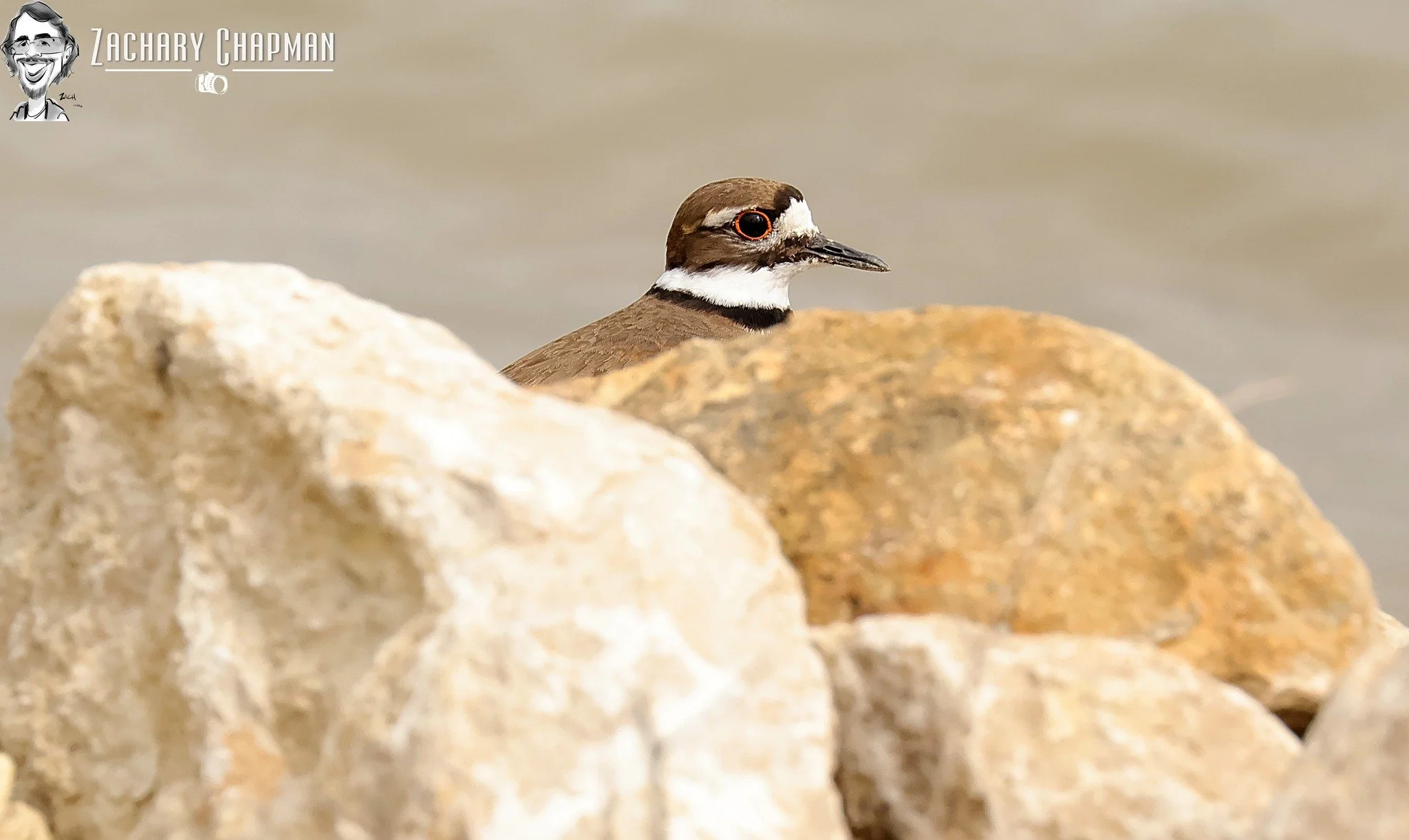 "Can he see me?" 

A Killdeer hiding behind some rocks. The big eyes are an important part of their lives. They are known as sentry birds; they alert herds of other animals; even flocks of birds to alert if danger is about. When the observer becomes 