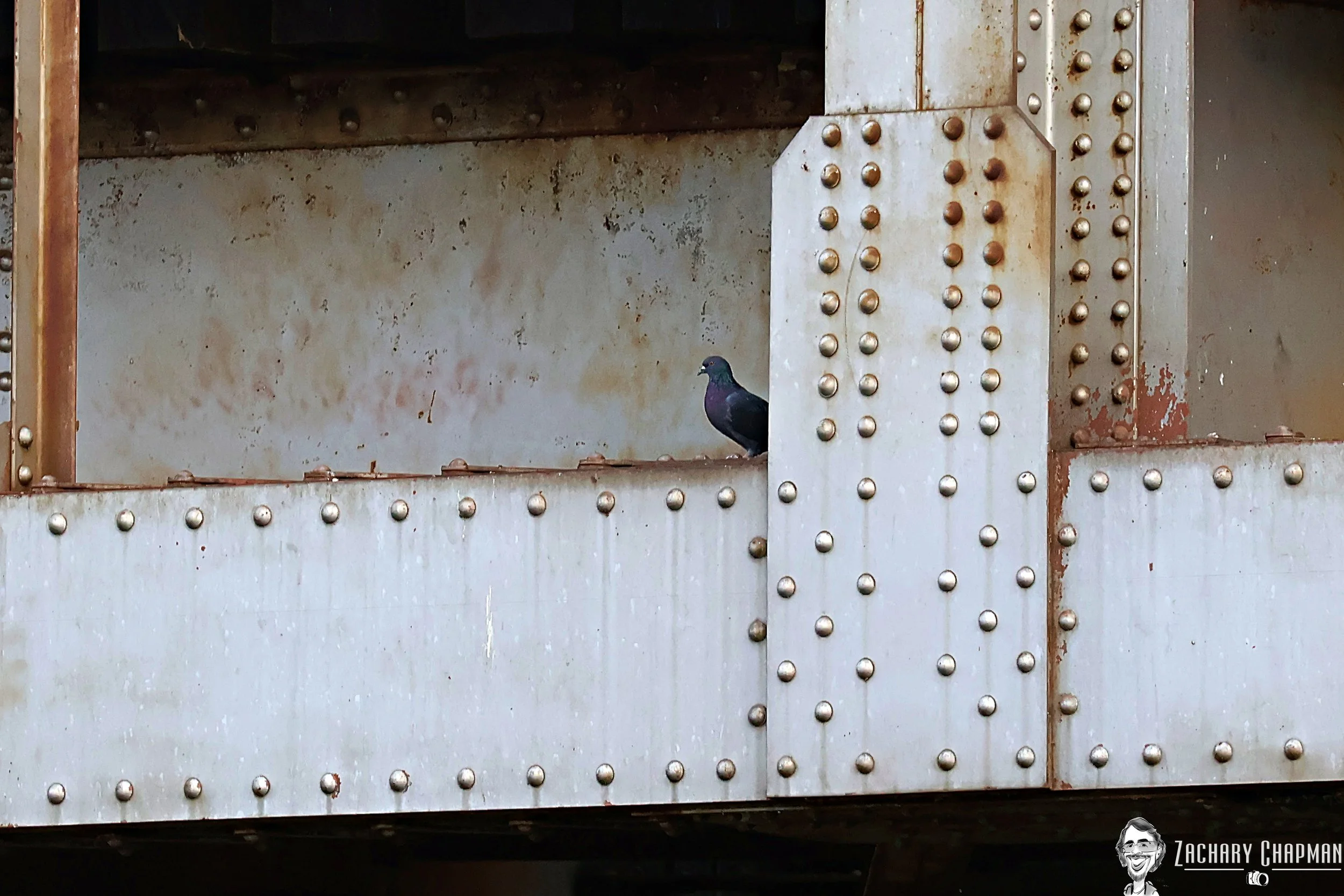 Rock Pigeon sitting under a Train Bridge, Fort Worth, TX. 