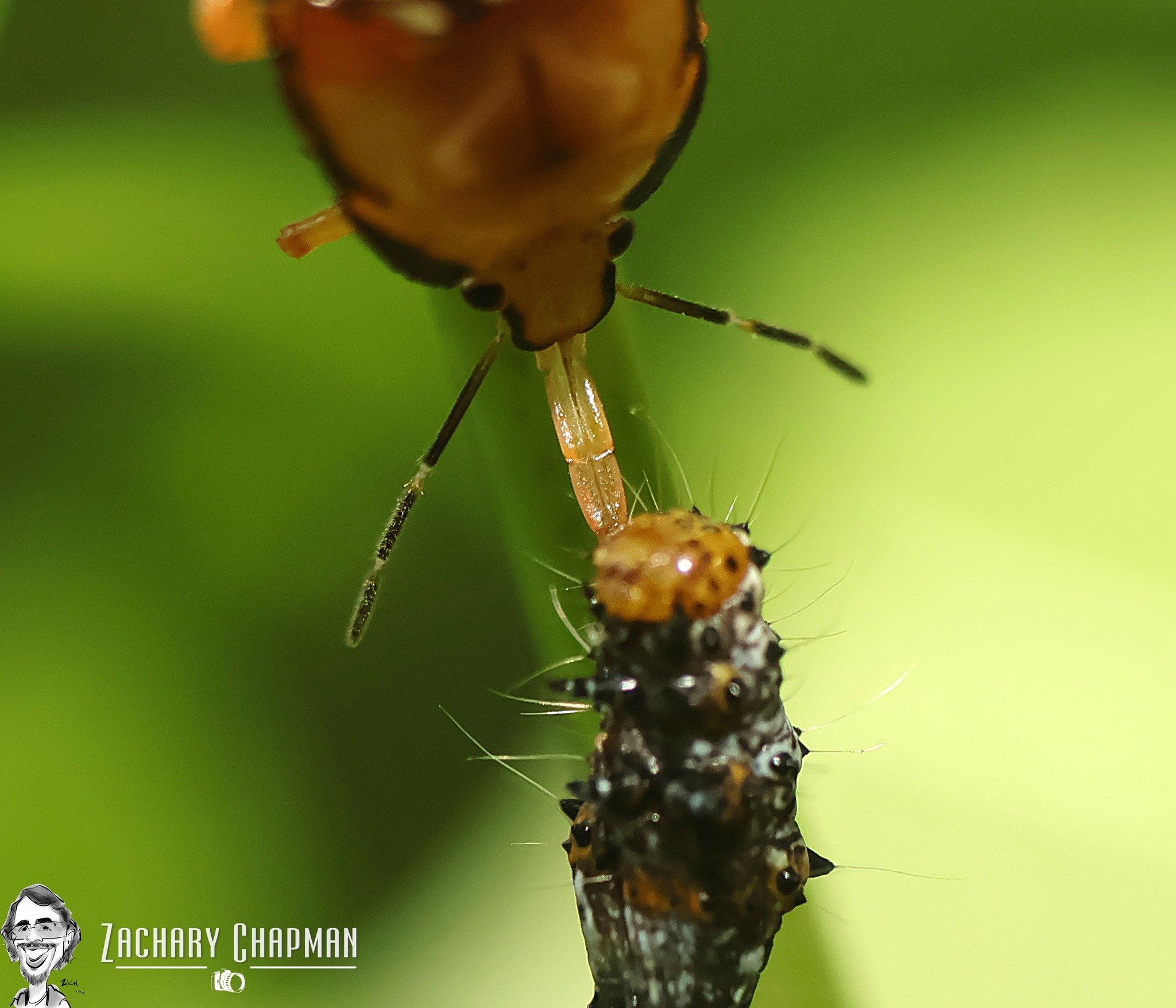 Predator Vs Prey: Baby Insects at war #3

Spined Solider bug Nymph feasting on an Eight-spotted Forester Moth Caterpillar (Alypia octomaculata). A Predatory True Bug related to the Stink Bugs feasts as it sucks the life of it's victim. 

In this angl
