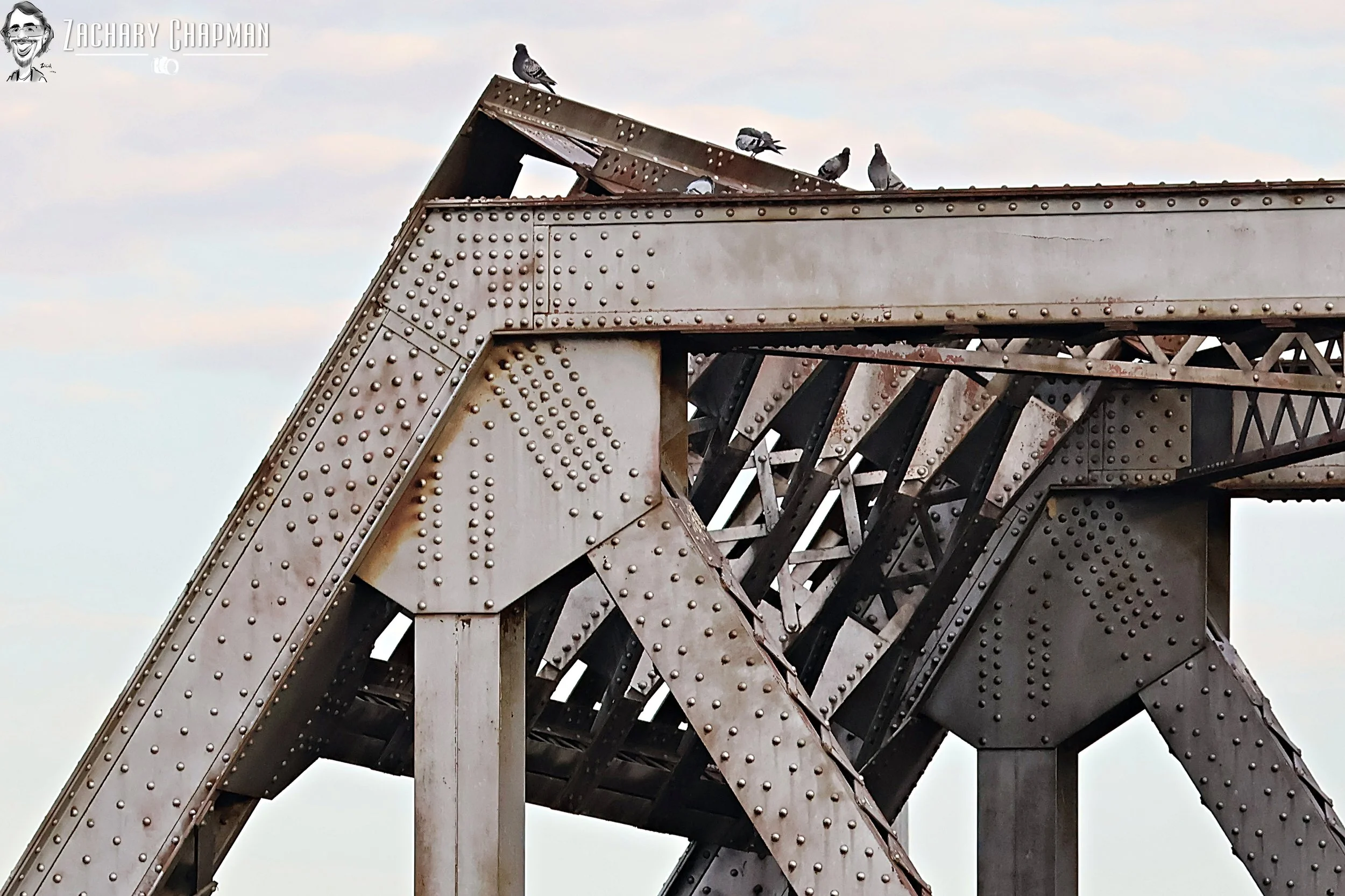 Rock Pigeons on top of a train bridge. Rivets and metal. Fort Worth, TX 