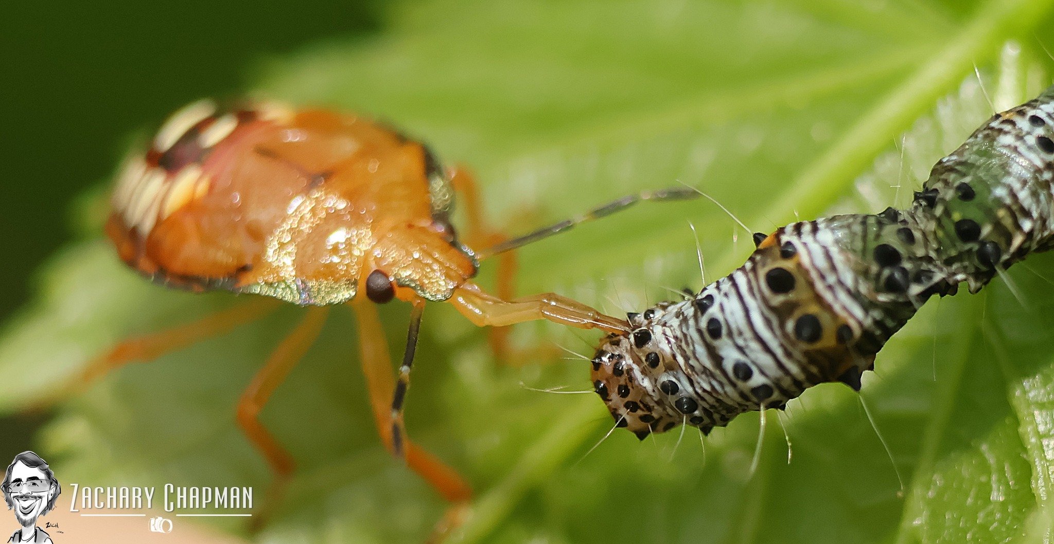Predator Vs Prey: Baby insects at war #2

Spined Solider bug Nymph feasting on an Eight-spotted Forester Moth Caterpillar (Alypia octomaculata). A Predatory True Bug related to the Stink Bugs feasts as it sucks the life of it's victim.

Fort Worth Zo