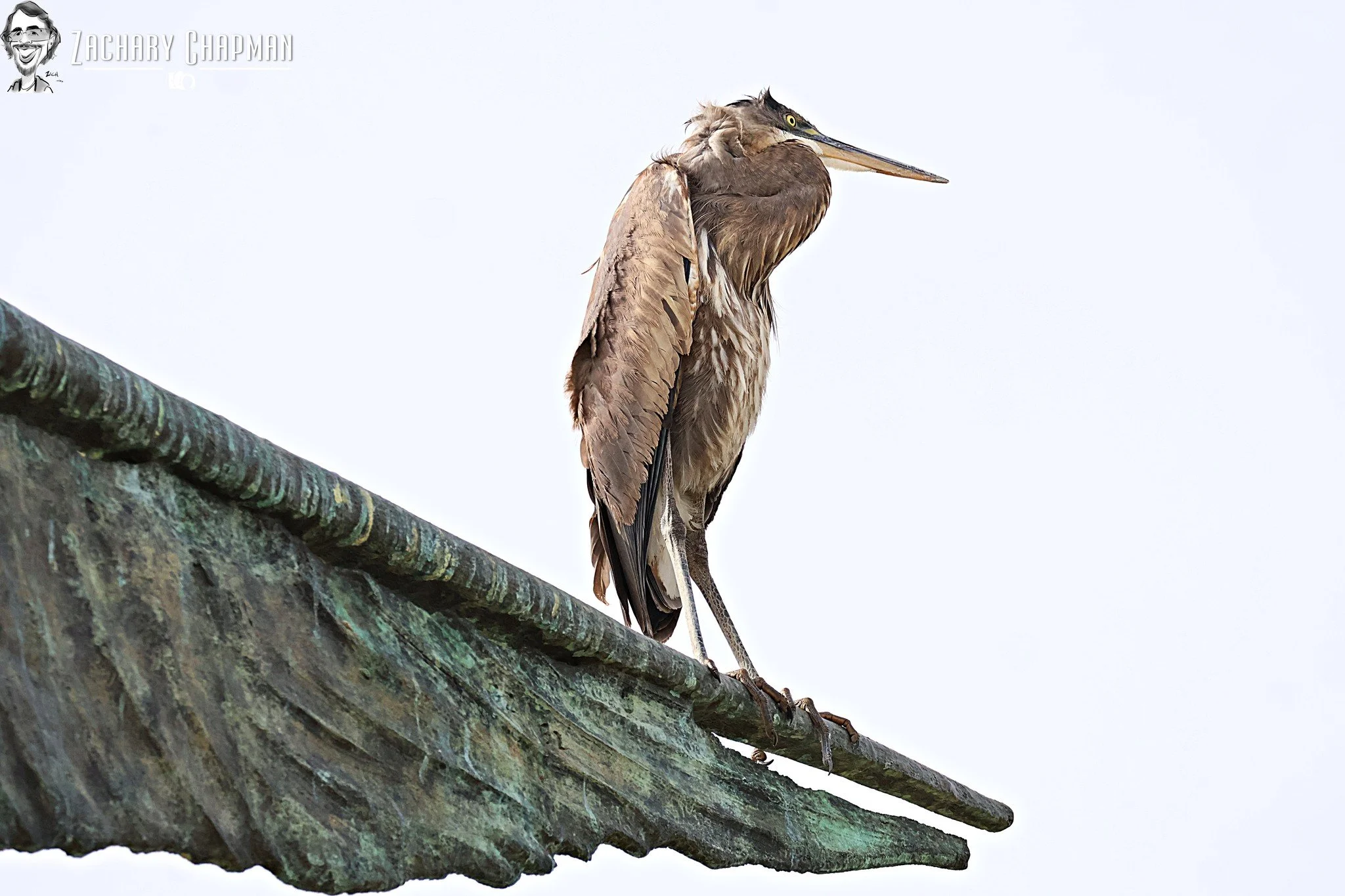 Wings on Wings #2 
Great Blue Heron on Statue
The Sound at North Lake, Coppell 
February 9th, 2026 
