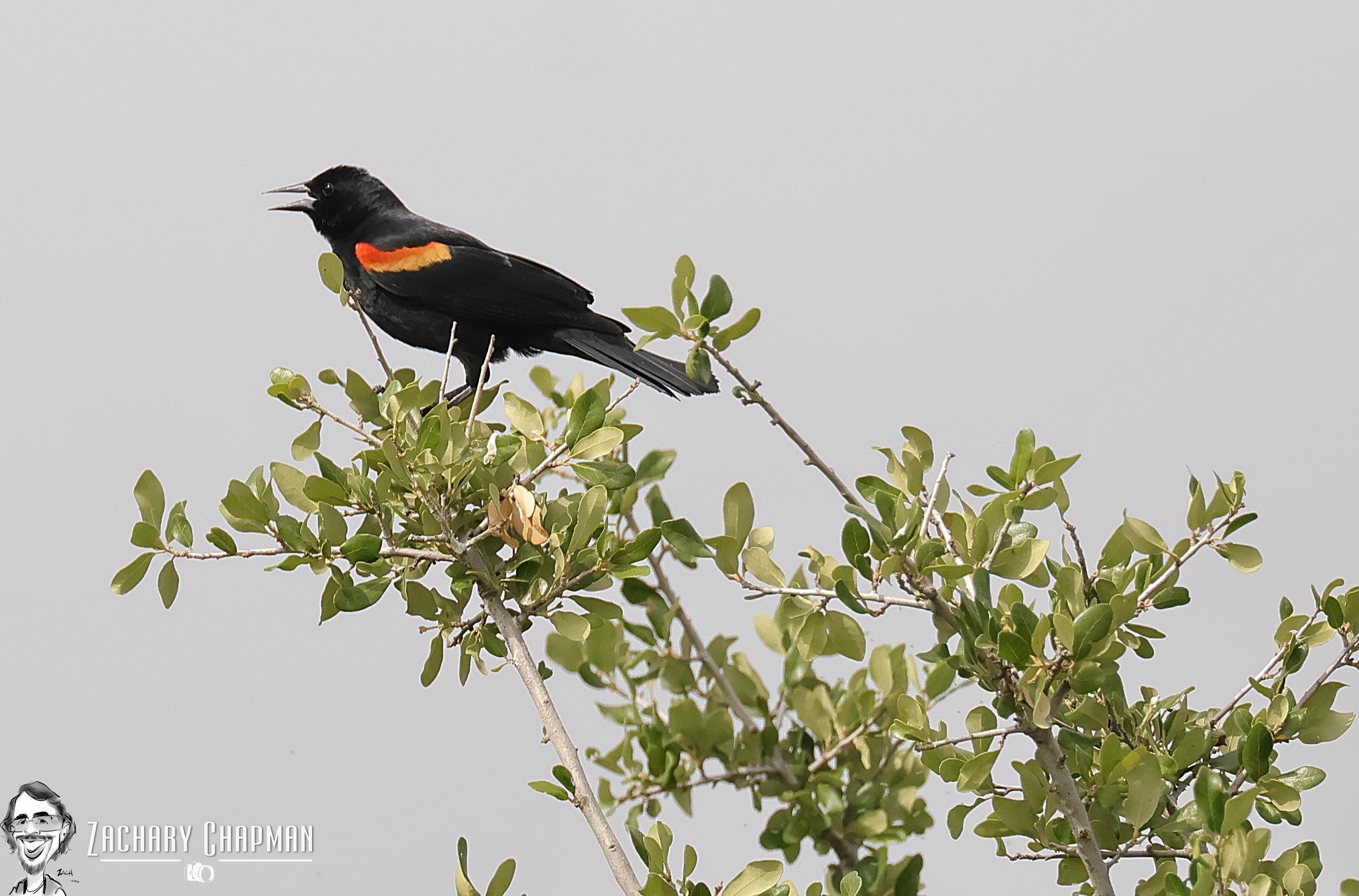 "Red-winged Blackbird singing"

Spring is the time for finding mates. During the winter males and females stay with their own genders as they look for food. However, come spring both genders pair up and nest in the grasslands. When you hear the loud 