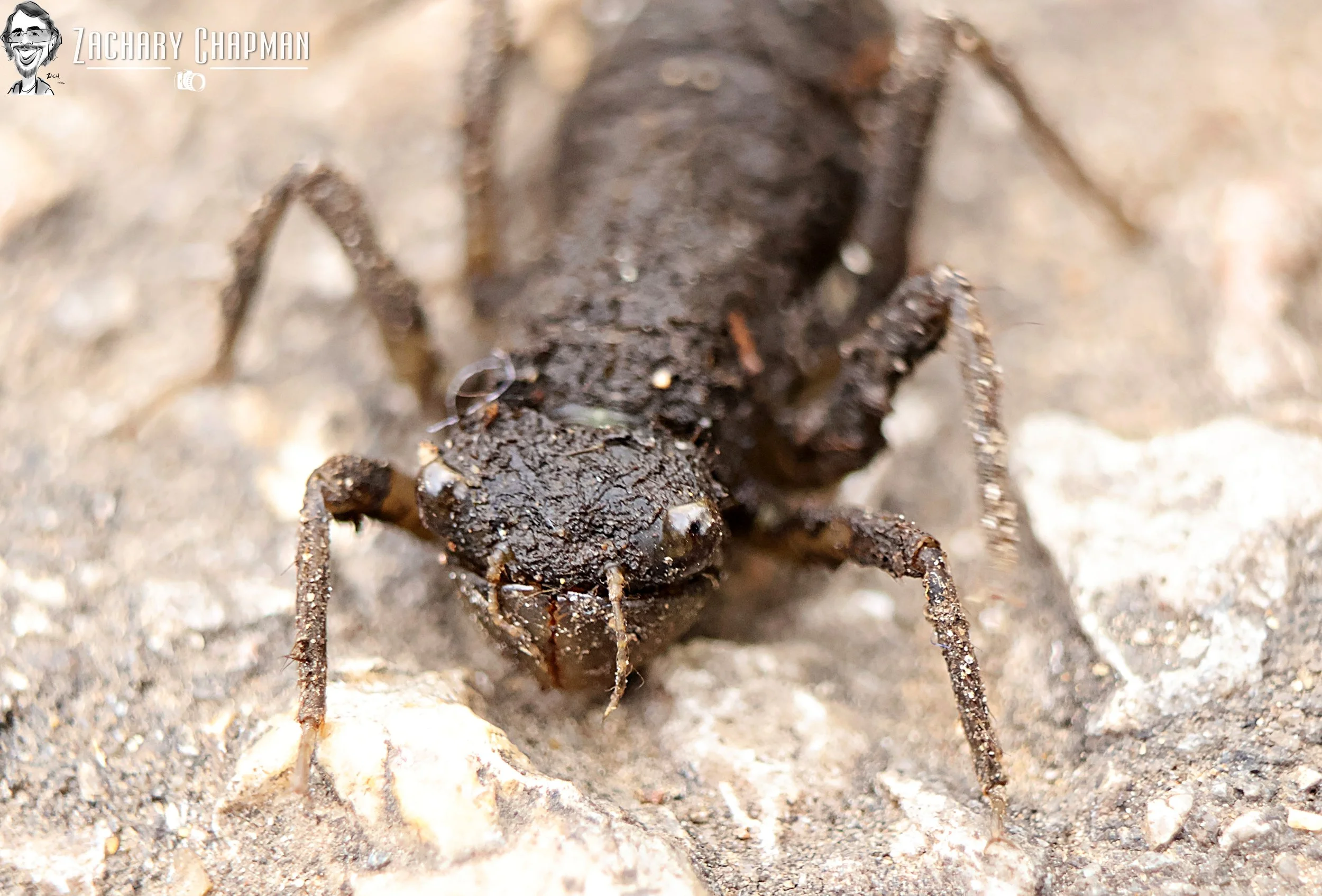 Skimmer Portrait taken at the Fort Worth Zoo when I was on my way to check out. This is an usual observation due to the fact it's out of the water and not near any ephemeral ponds or the creek (the creek was on the other side but still quite a way of