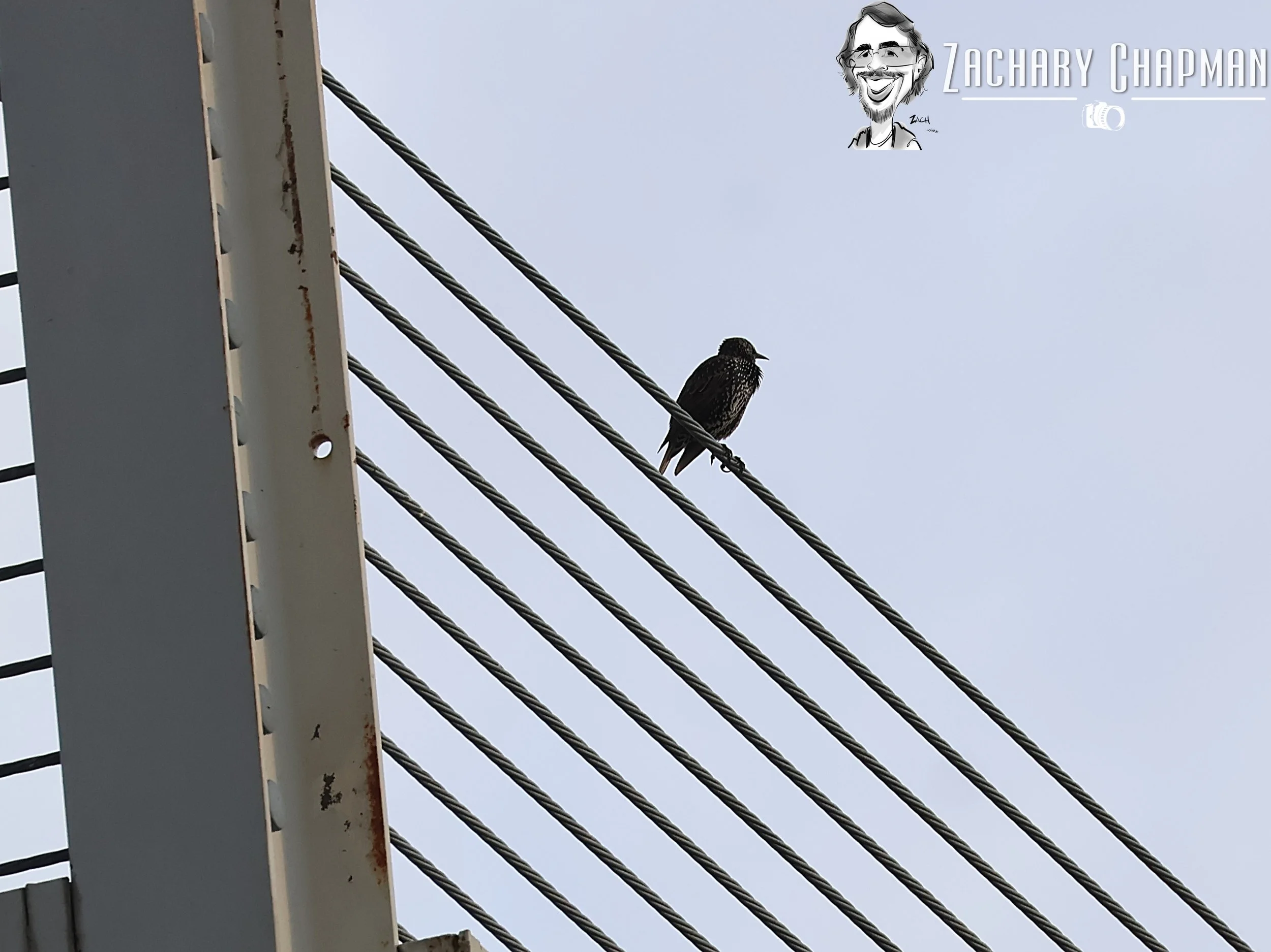 European Starling sitting on wire of parking garage. Fort Worth, TX