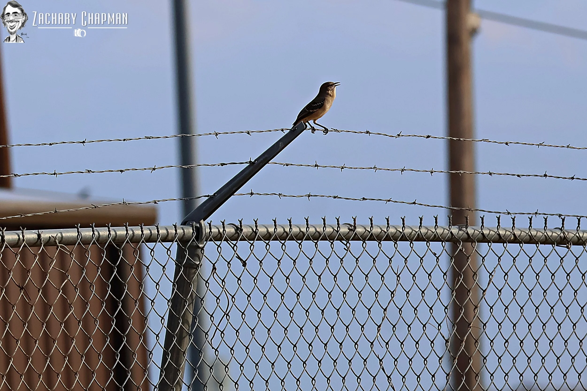 Northern Mockingbird perched on barbed wire fence. Fort Worth, TX.