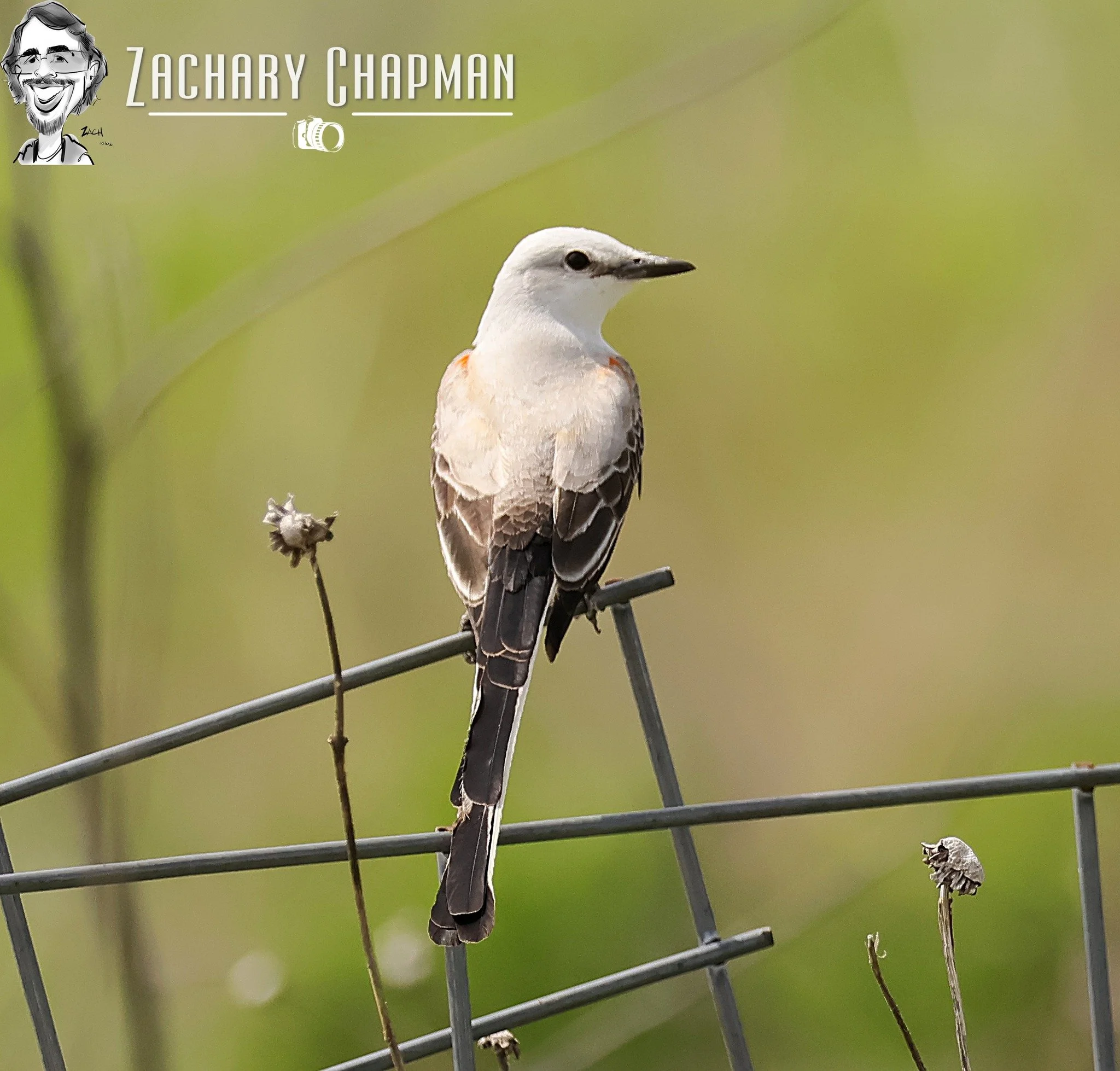 "A Tyrant on the fence" 

Scissor-tailed Flycatcher sitting perched on a wire fence. The flycatchers in North America are often referred to as Tyrannical Flycatchers for they take on things bigger than they are. They chase hawks and other birds from 