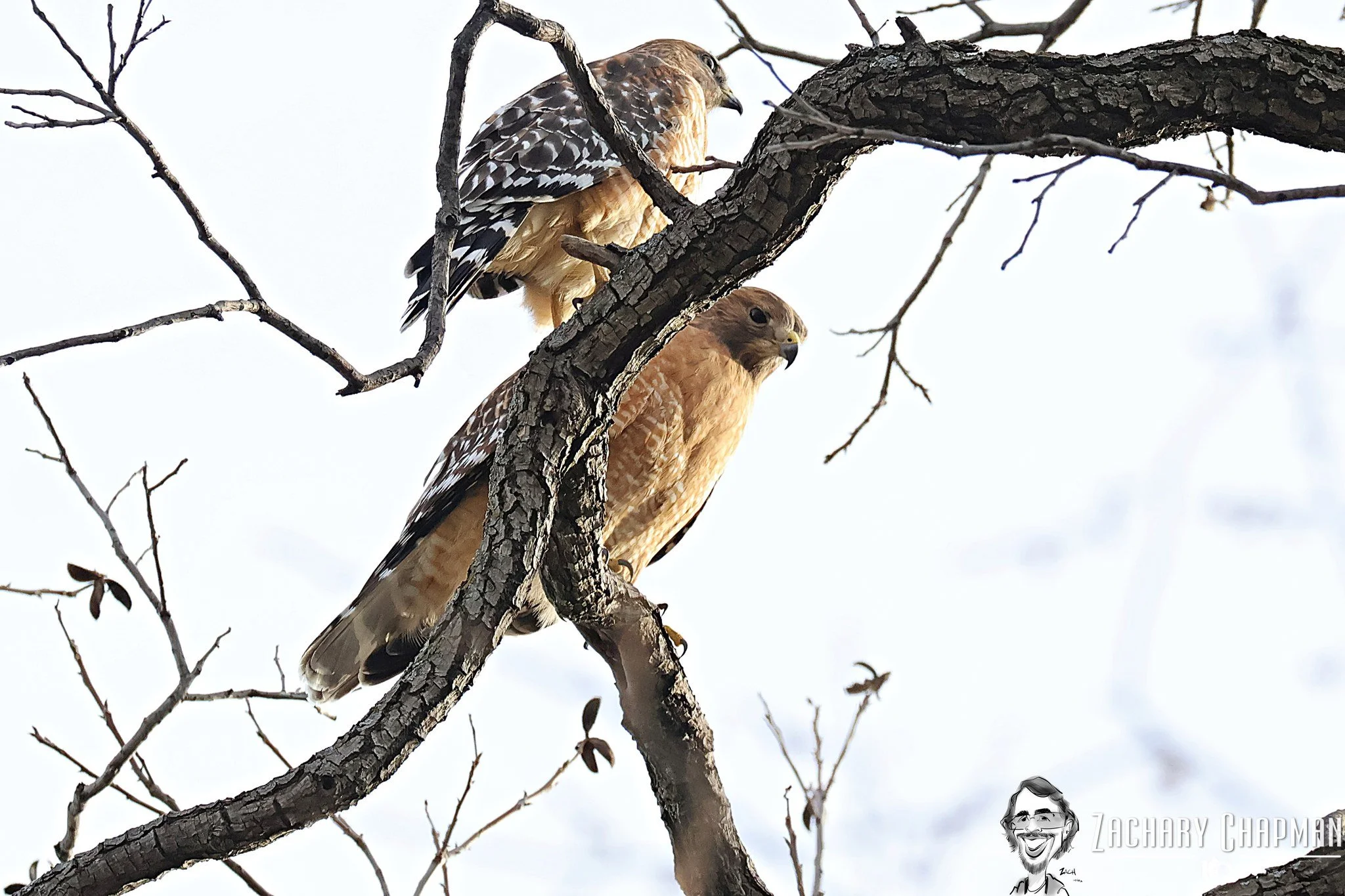 A Pair of Red-Shouldered Hawks 

A mated pair of wild hawks scoping out the scene from a tree. 
Fort Worth Zoo area, Fort Worth Texas, 2026. 