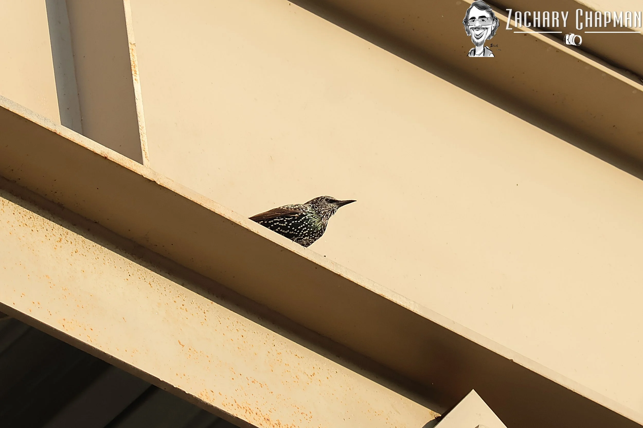 European Starling sitting on car garage beam. Fort Worth, TX 