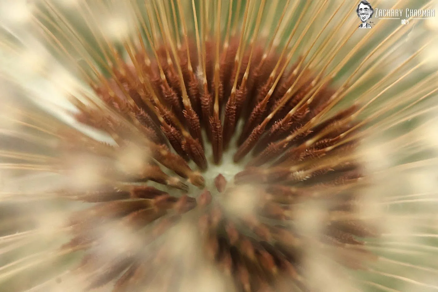 "Inside the Dandelion" 
A macro shot of the inside of a Dandelion seedhead. 
Fort Worth Zoo, Fort Worth TX, 2026 (spring) 