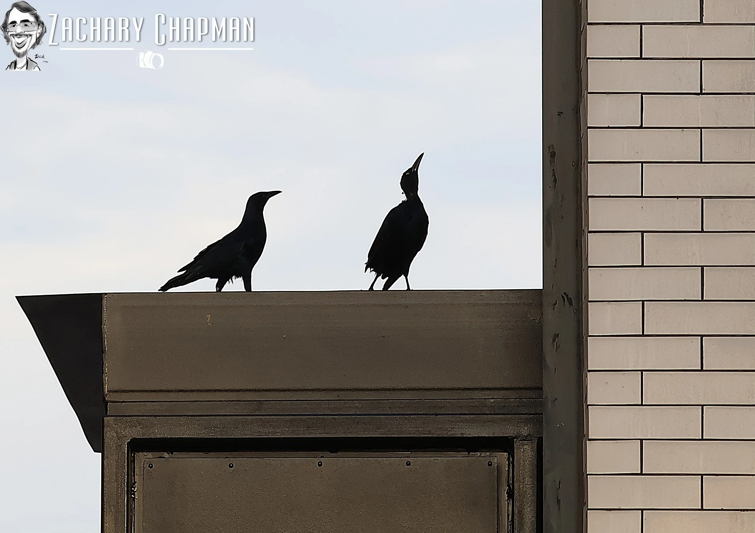A pair of Great-tailed Grackles looking up at a wall as they stand on a storefront. Fort Worth TX 