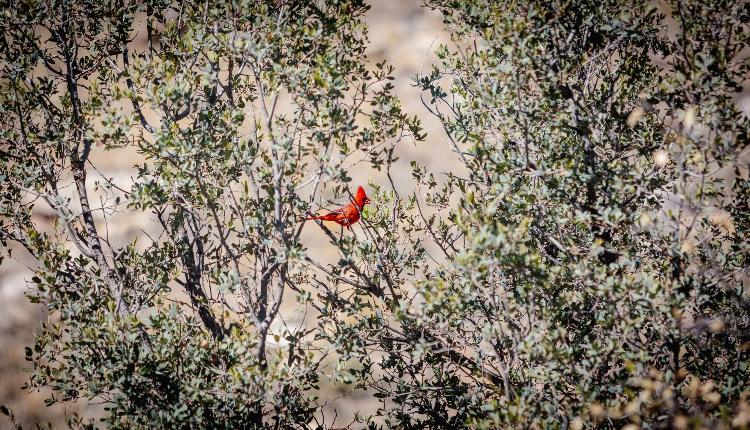 Arizona Male Cardinal Sonoran Desert