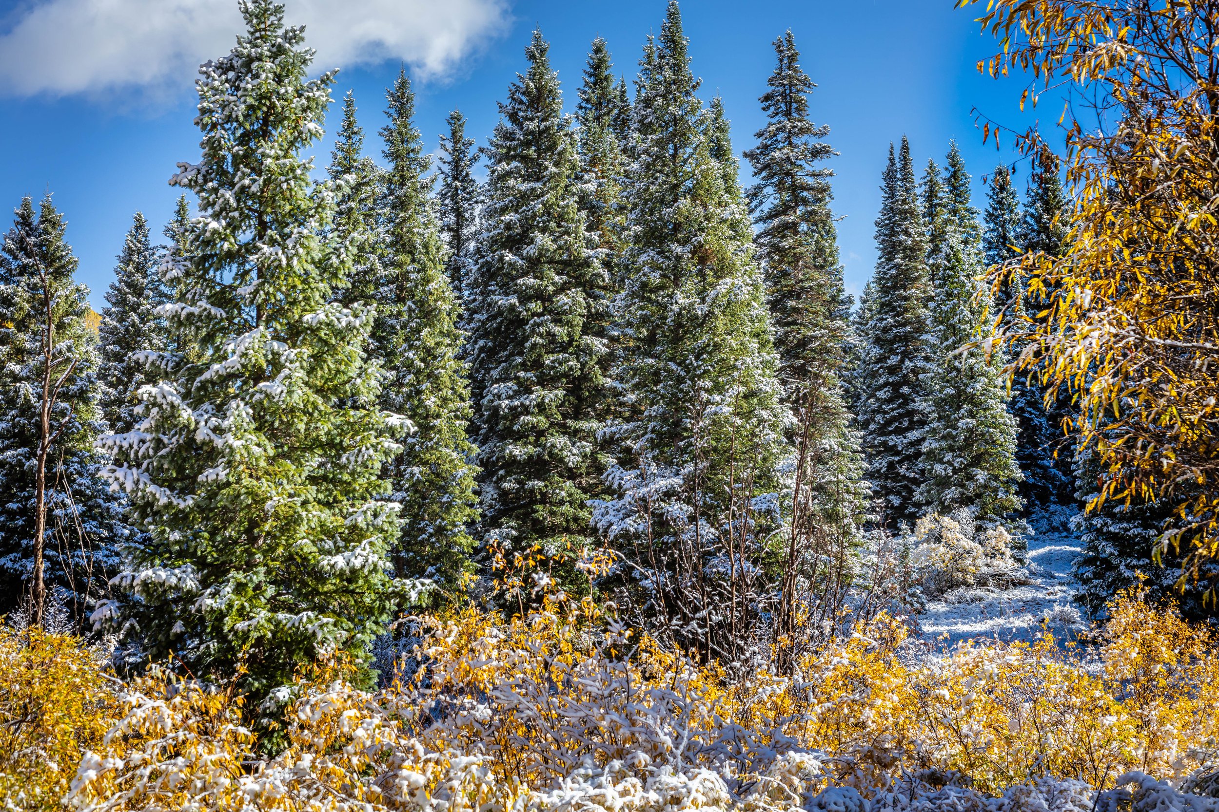 Rocky Mountain Scenery Colorado