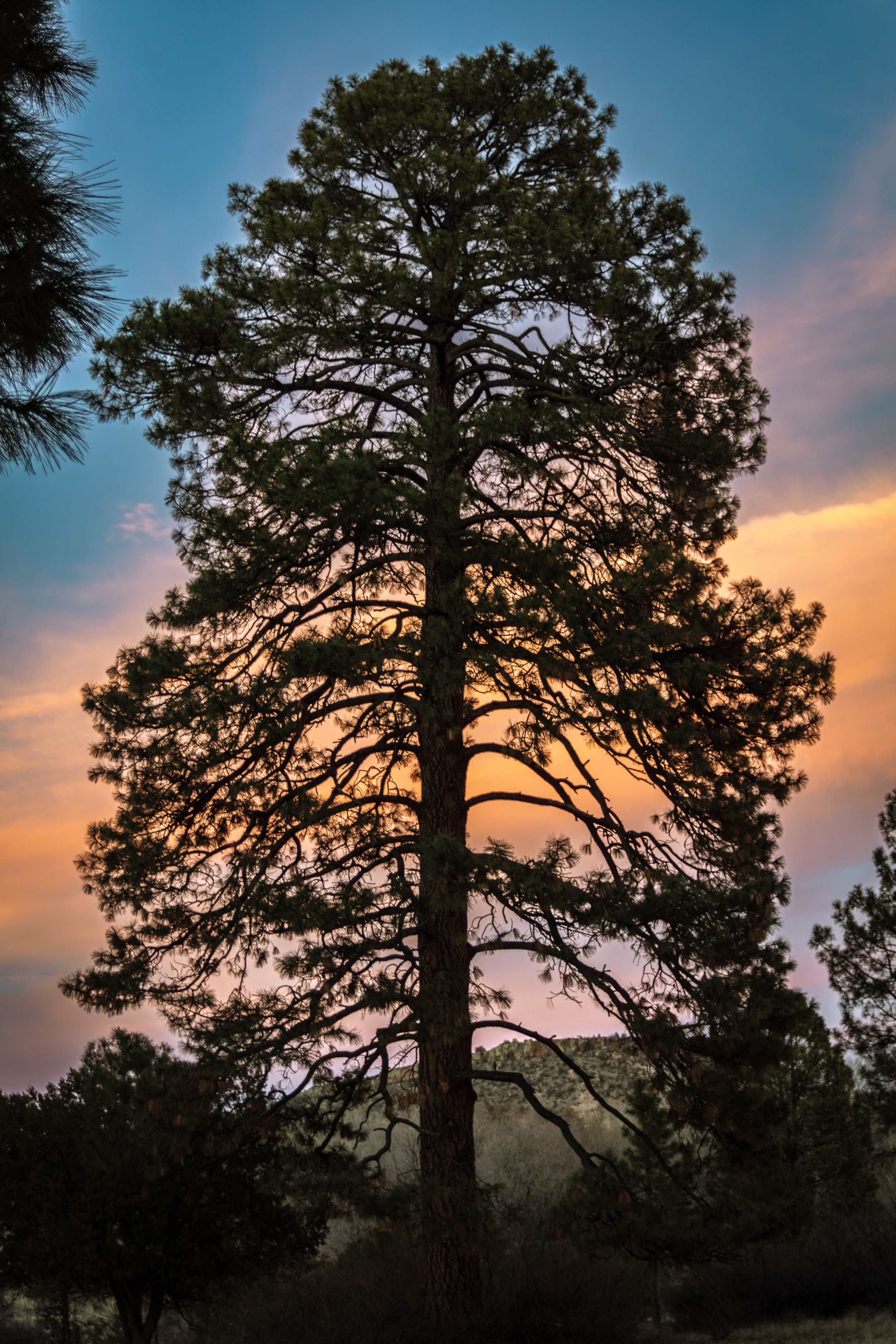 Ponderosa Pines @ Apache Creek New Mexico