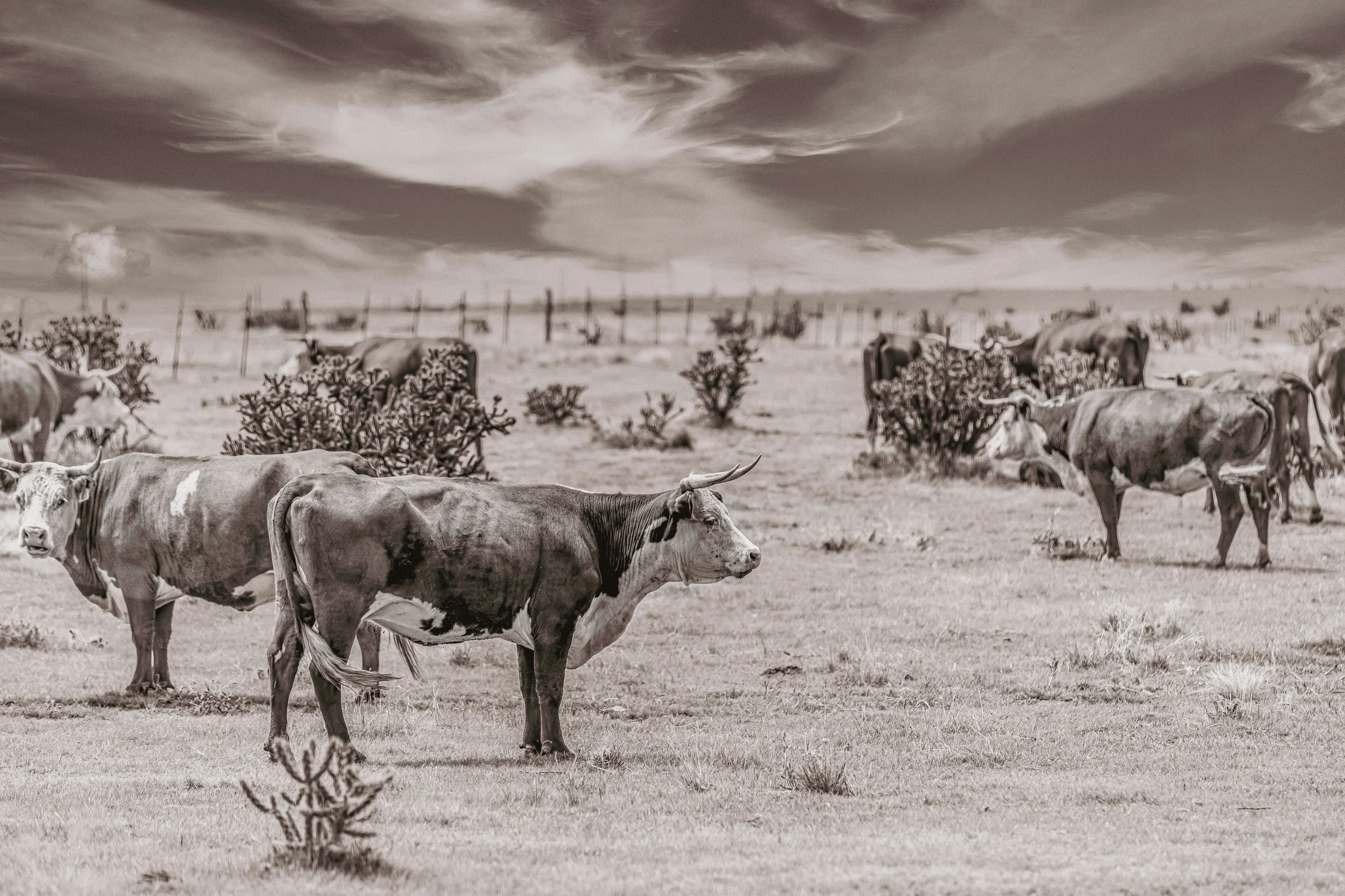 Cattle on the range