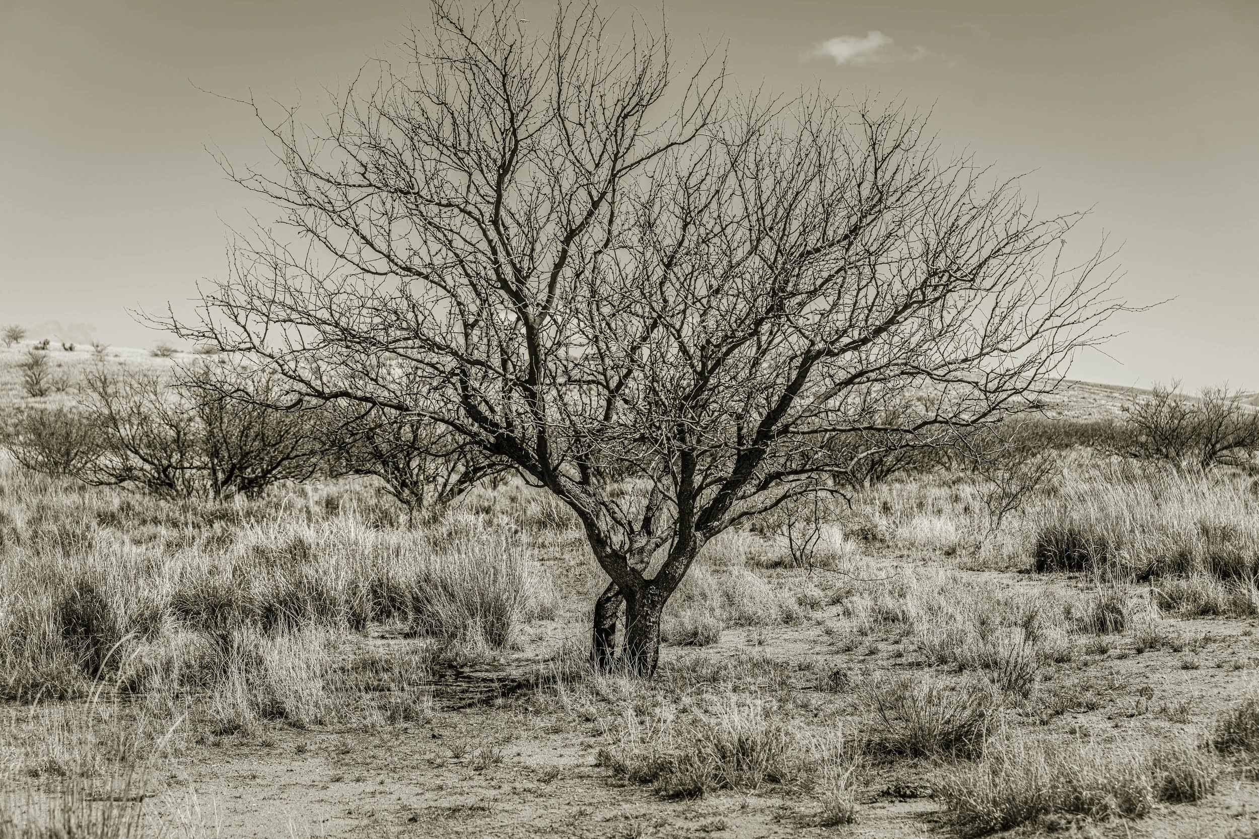 Sonoran Desert B/W