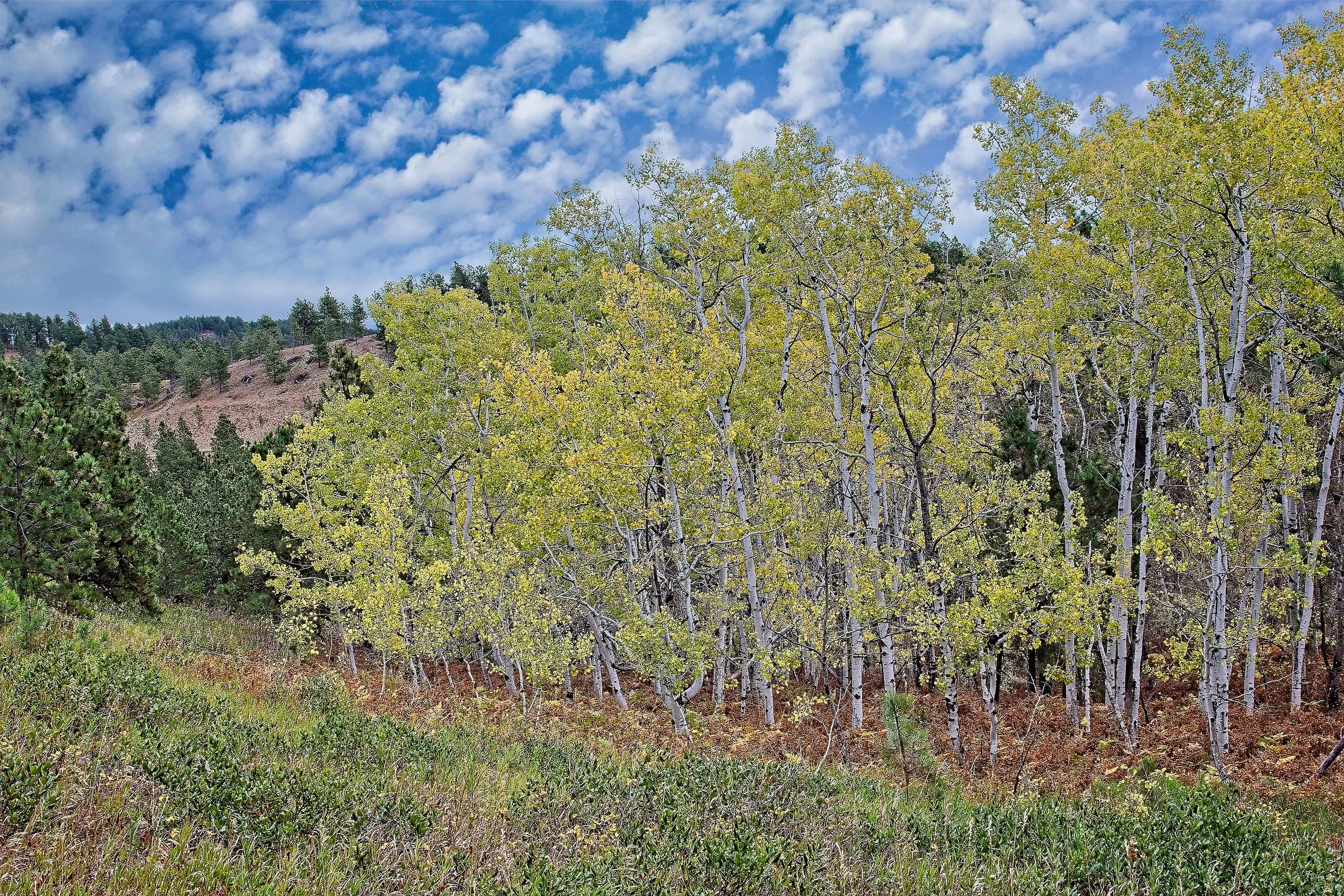 Aspen Grove Colorado