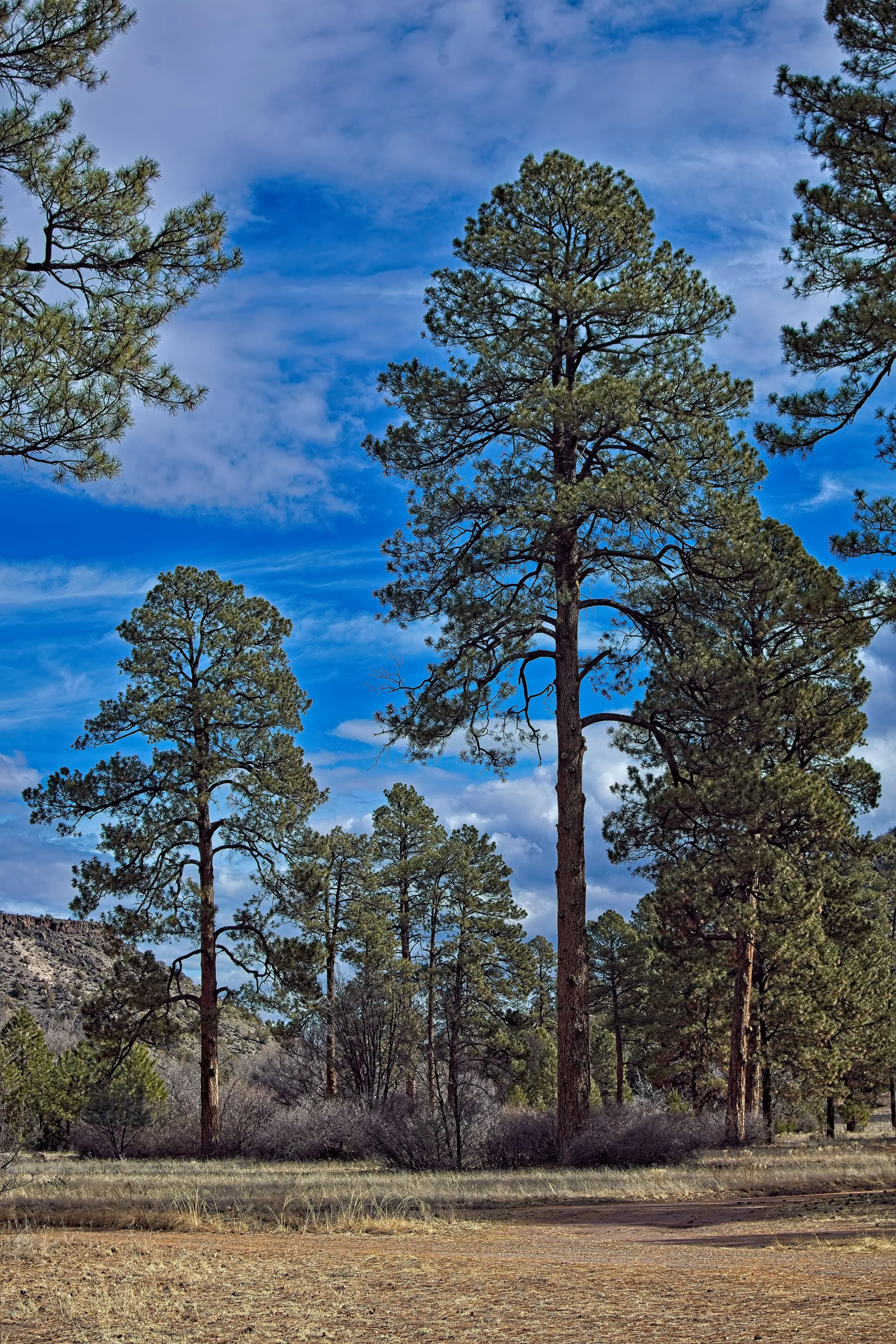 Ponderosa Pines @ Apache Creek New Mexico