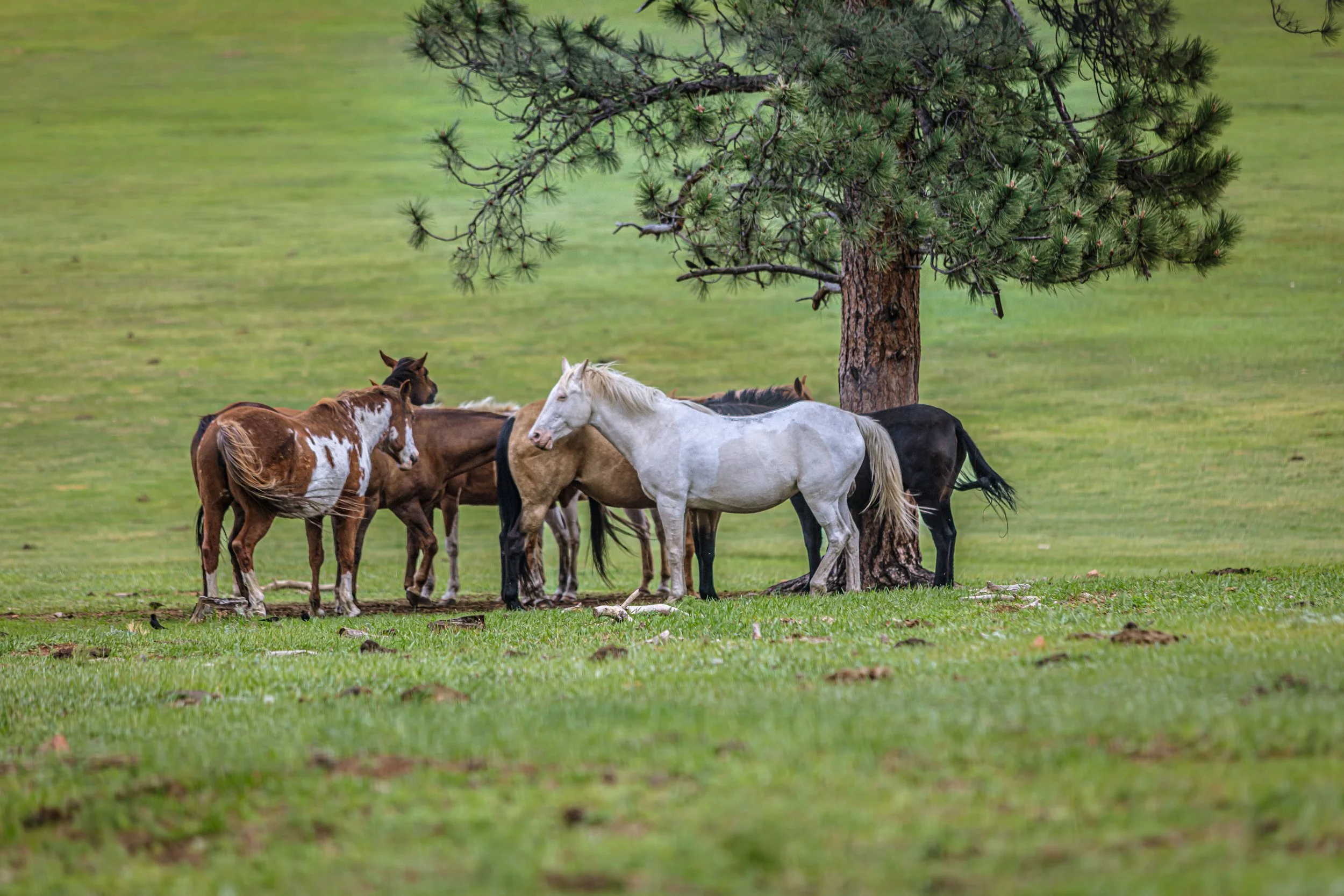 Colorado Horse Conference