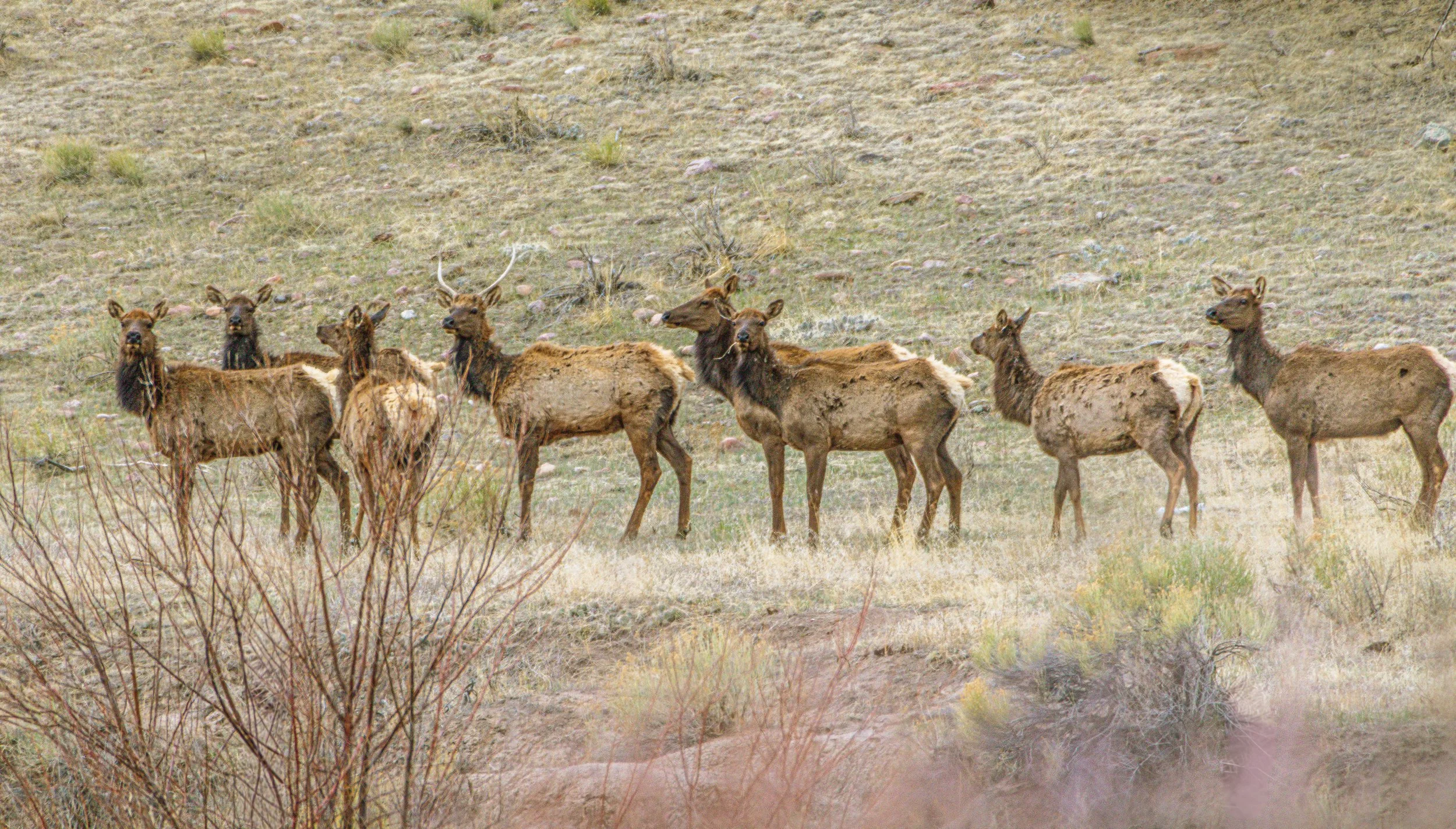 Colorado Elk