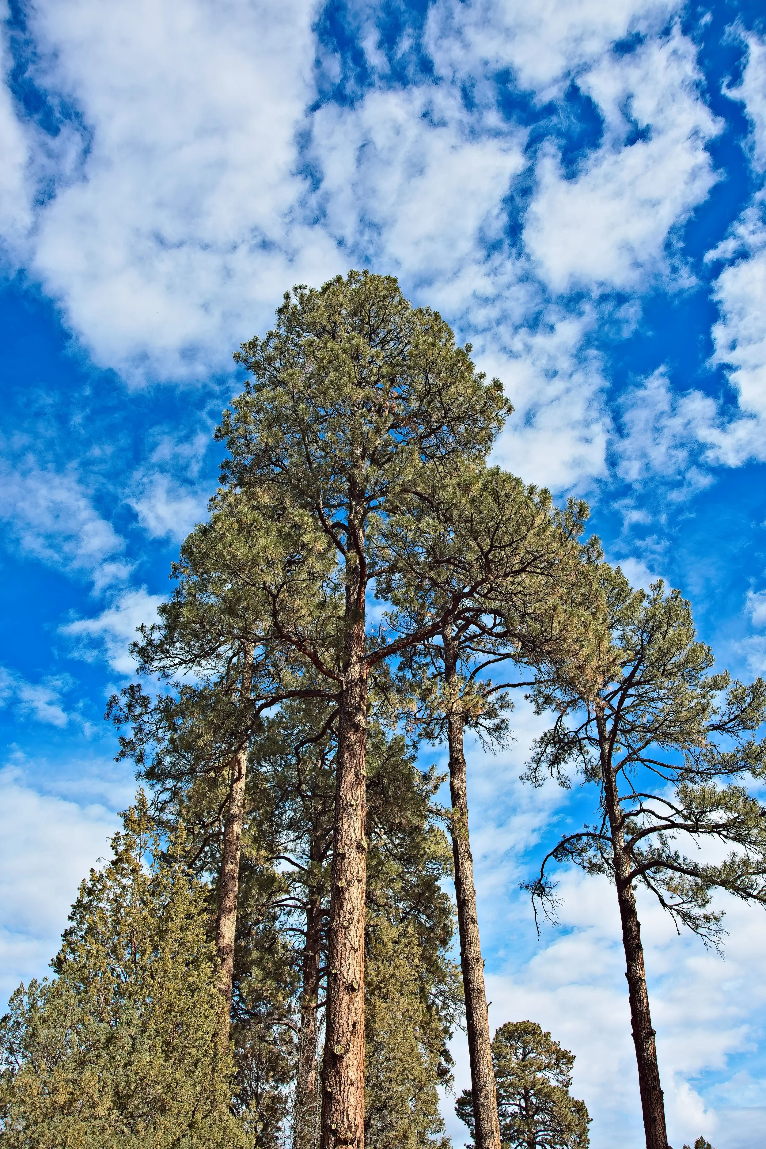 Ponderosa Pines @ Apache Creek New Mexico